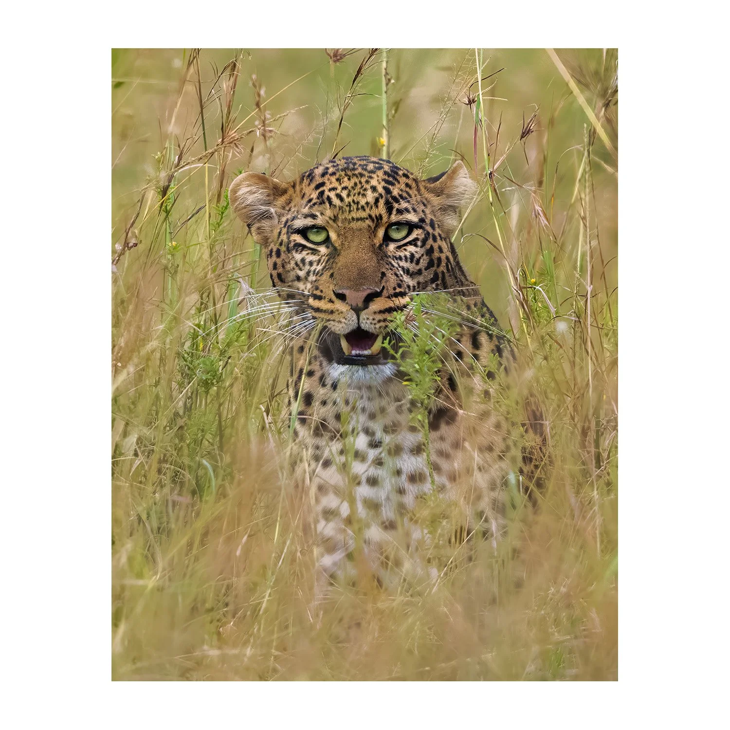 Leopard in the Grass