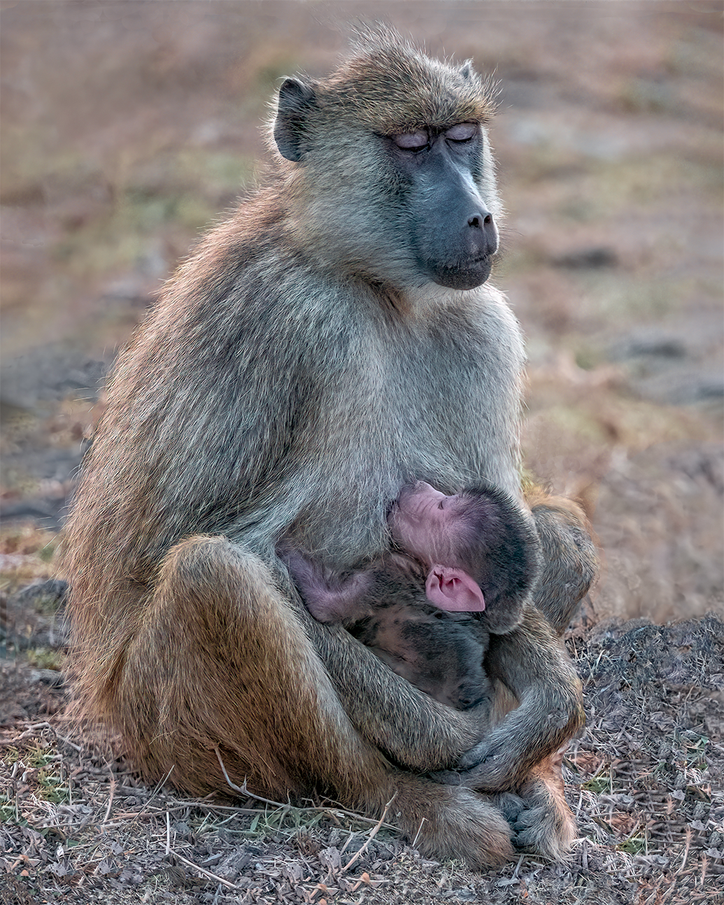 call of the wild_Sanctuary_no-border.png