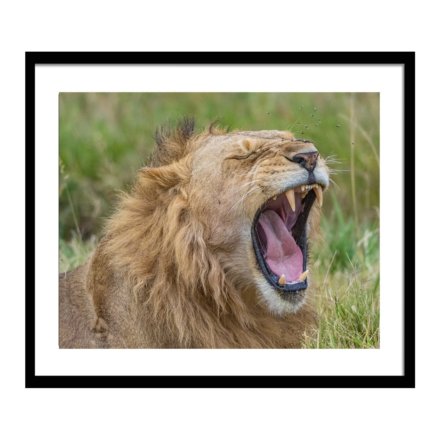 call of the wild_0000s_0000s_0008_King's Respite_framed.jpg