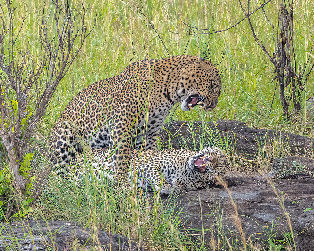 call of the wild_Wild-Ones_no-border.png