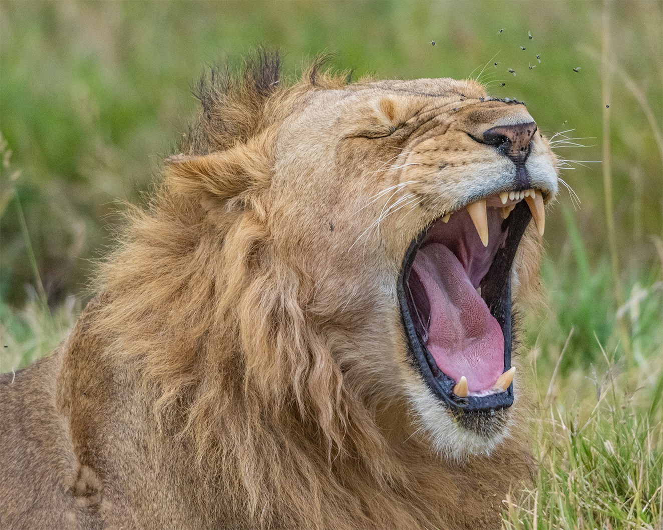 call of the wild_King's-Respite_no-border.png