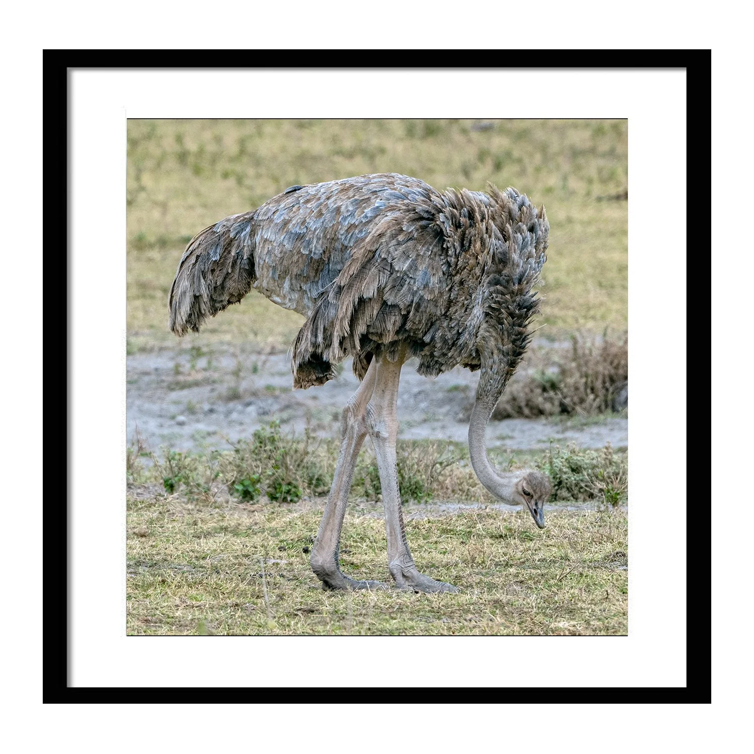 feathered friends_Plumed_framed.jpg