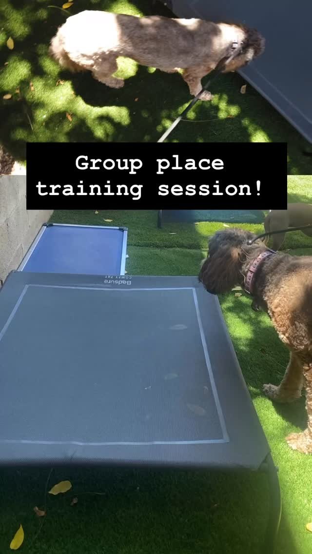 Welcome Babe to her first day of boarding & training!