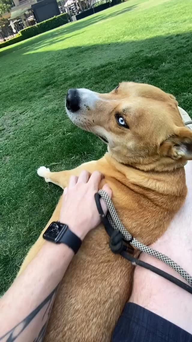 While I can’t directly eliminate Nyla’s nervousness around people, I can create opportunities for her to gradually work through her stress and fears in a structured and supportive way.
For example, after our four-mile hike this morning,