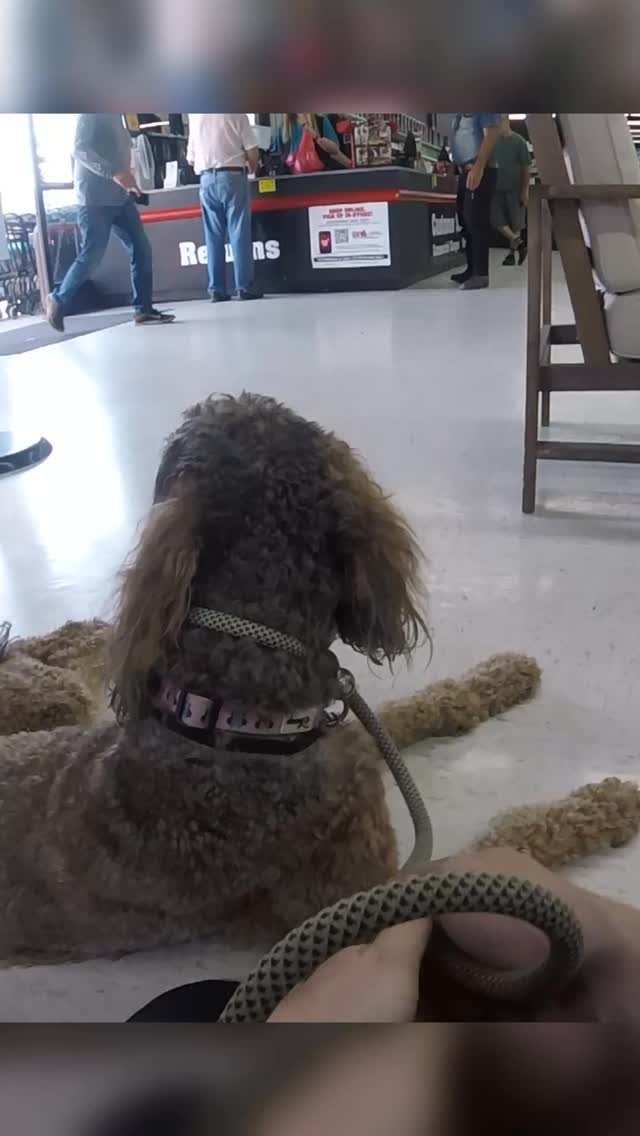 Stop avoiding your dogs triggers. Instead show them how to overcome their fears through calm confident leadership. Ignoring the issues only makes them worse. Stay composed, trust your training, and lead with clarity - everything else will fall into p