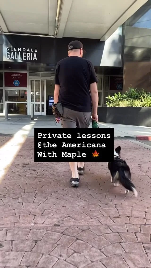 Maple the Corgi turns heads like you wouldn’t believe.
Today we worked on keeping her focus on her dad while heeling through the crazy distractions of the mall, & also provided moments to practice good manners when meeting strangers.
As