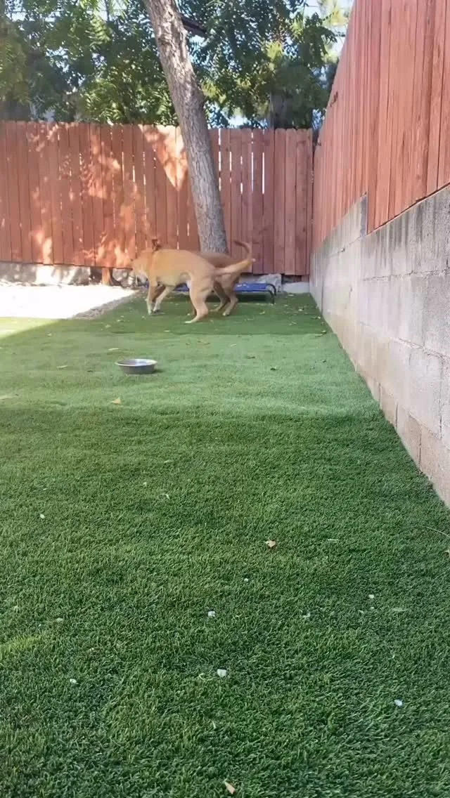 Not every day has to be focused on structured training.
Today, we’re taking a break and giving OJ and Kilo plenty of time to just socialize and hang out.
For OJ—who struggles with leash reactivity around other dogs—these fun, posi