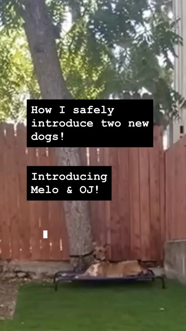 Before play, teach neutrality.
Practicing control before you need it is what sets the foundation for safe, respectful interactions.
Both of these dogs are what I would consider “friendly” but I would never just unleash them in the sam
