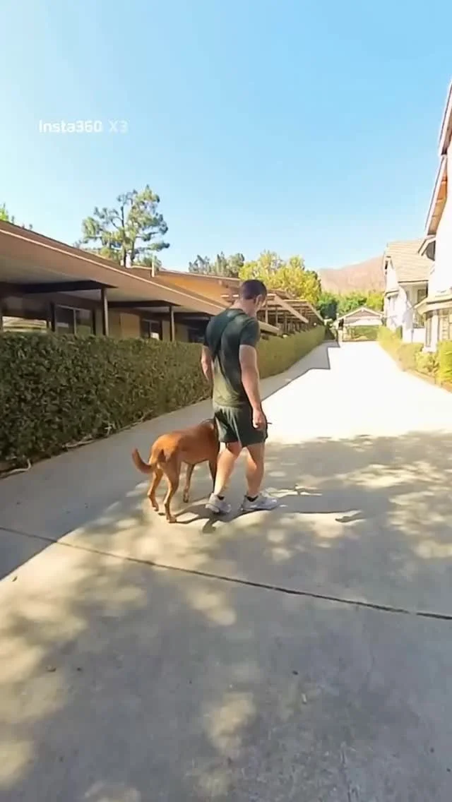 After three weeks of focused training, OJ had his first session back with his dad — and to see him calmly heeling on leash was a moment of real pride. When he first arrived, he was highly reactive and struggling to stay connected on walks. Toda