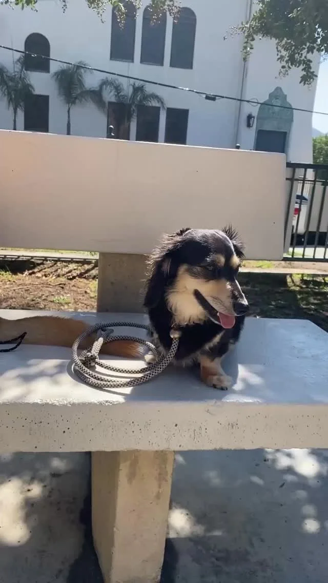Betty’s starting her little fitness journey. With dogs her size, even a half pound matters—it’s over 4% of her total body weight if she’s around 12 lbs. Remember, scales can vary and things like water, food, and digestion can