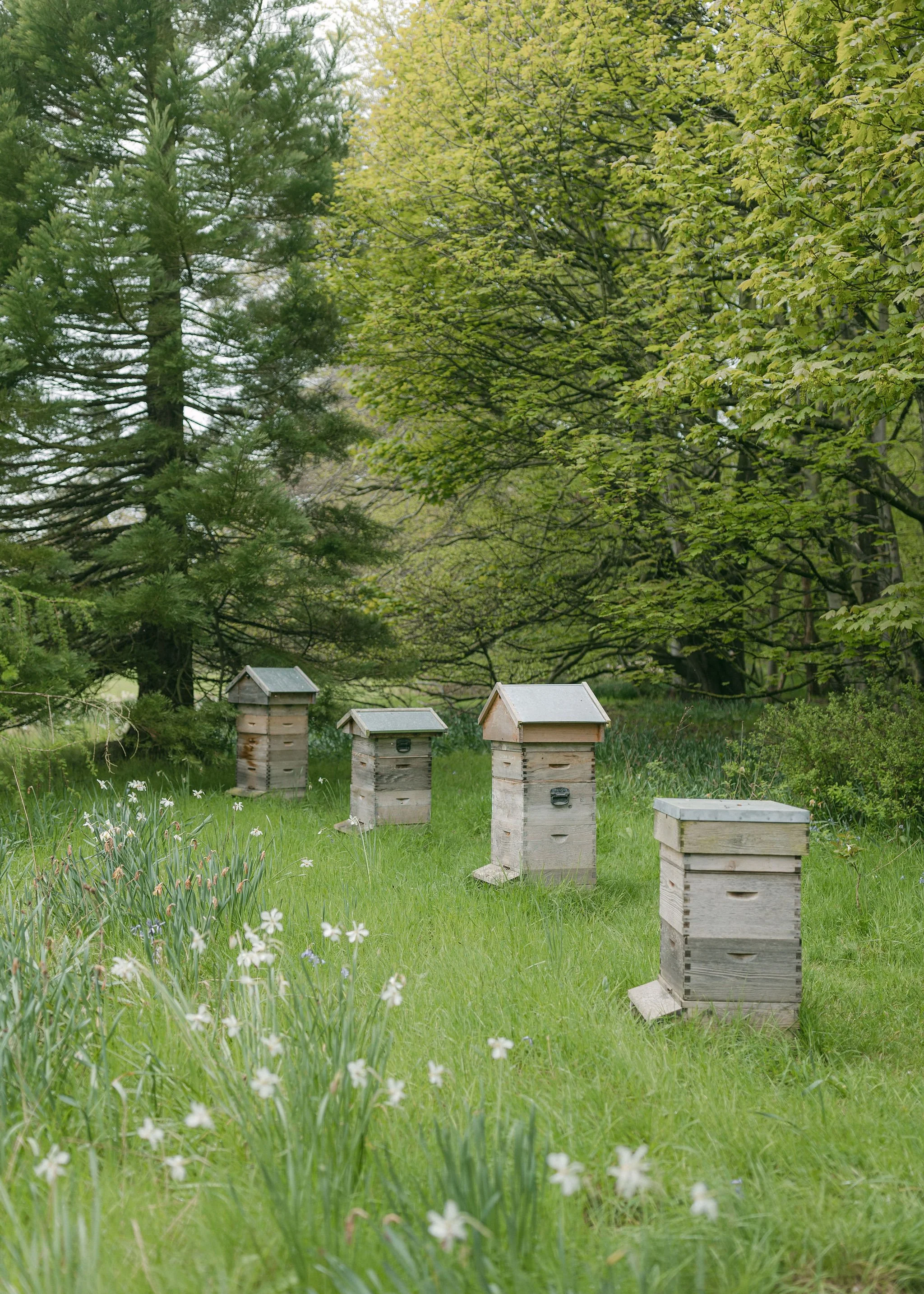 Four wooden bee hives in a grassy field surrounded by trees and wildflowers.