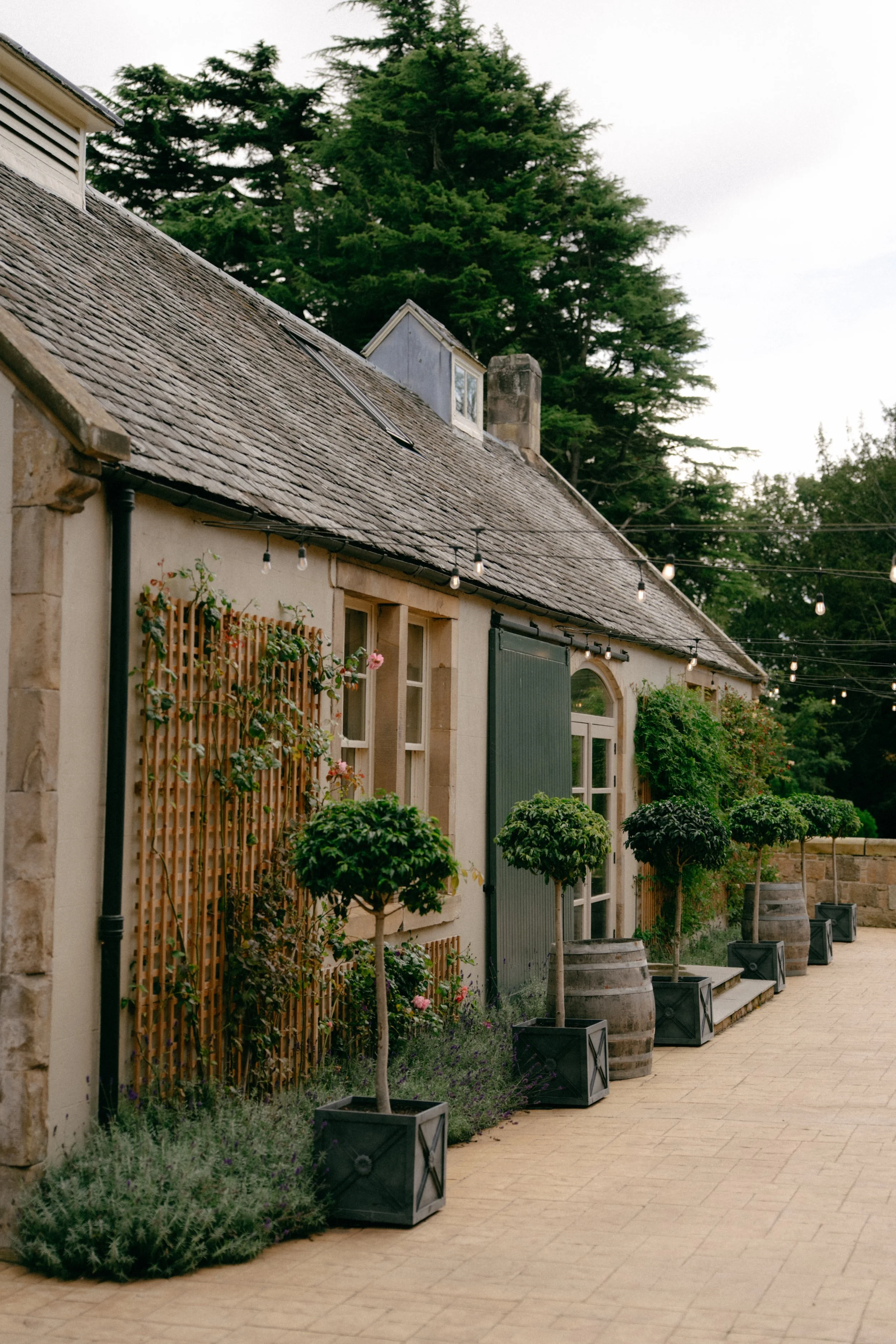 A row of potted trees and plants along a stone building with a slate roof, string lights overhead, and large evergreen trees in the background.