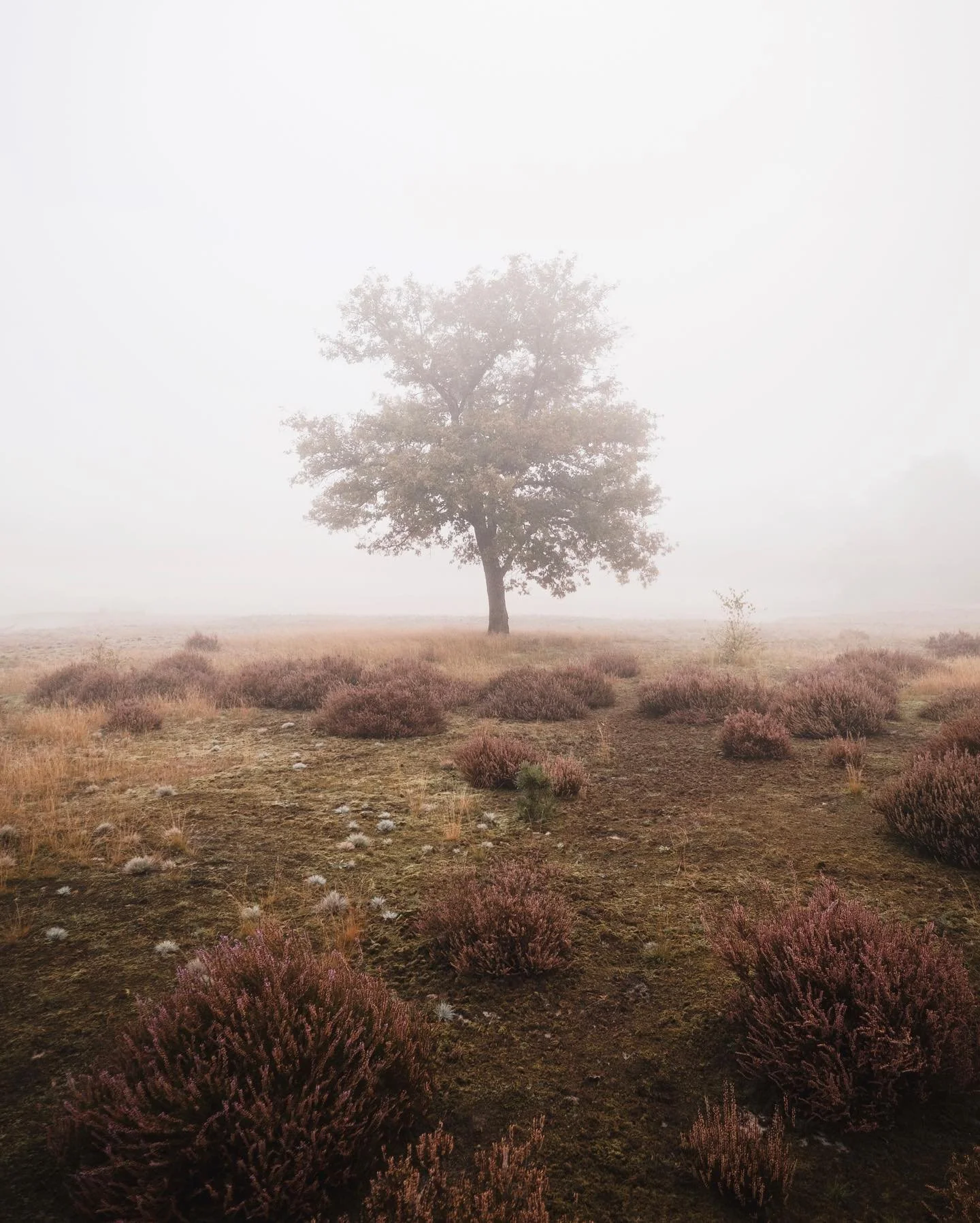 Always on the hunt for some #statuesofnature