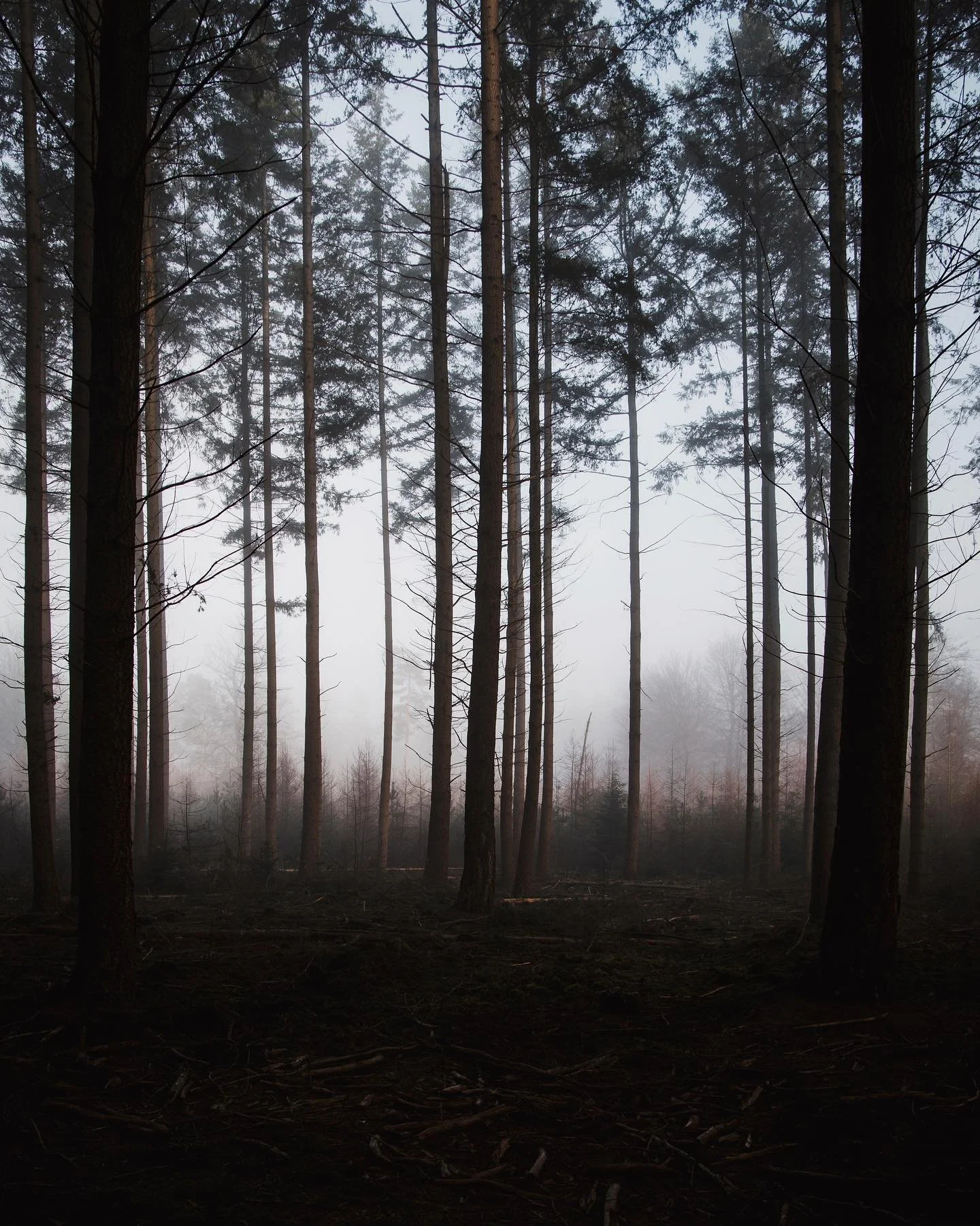 This was taken in Speulderbos, one of the most beautiful forests in the Netherlands. The light was beautiful, nature was .. nature. 💚 what&rsquo;s your favourite forest in the Netherlands?

#speulderbos #nederland #landschap