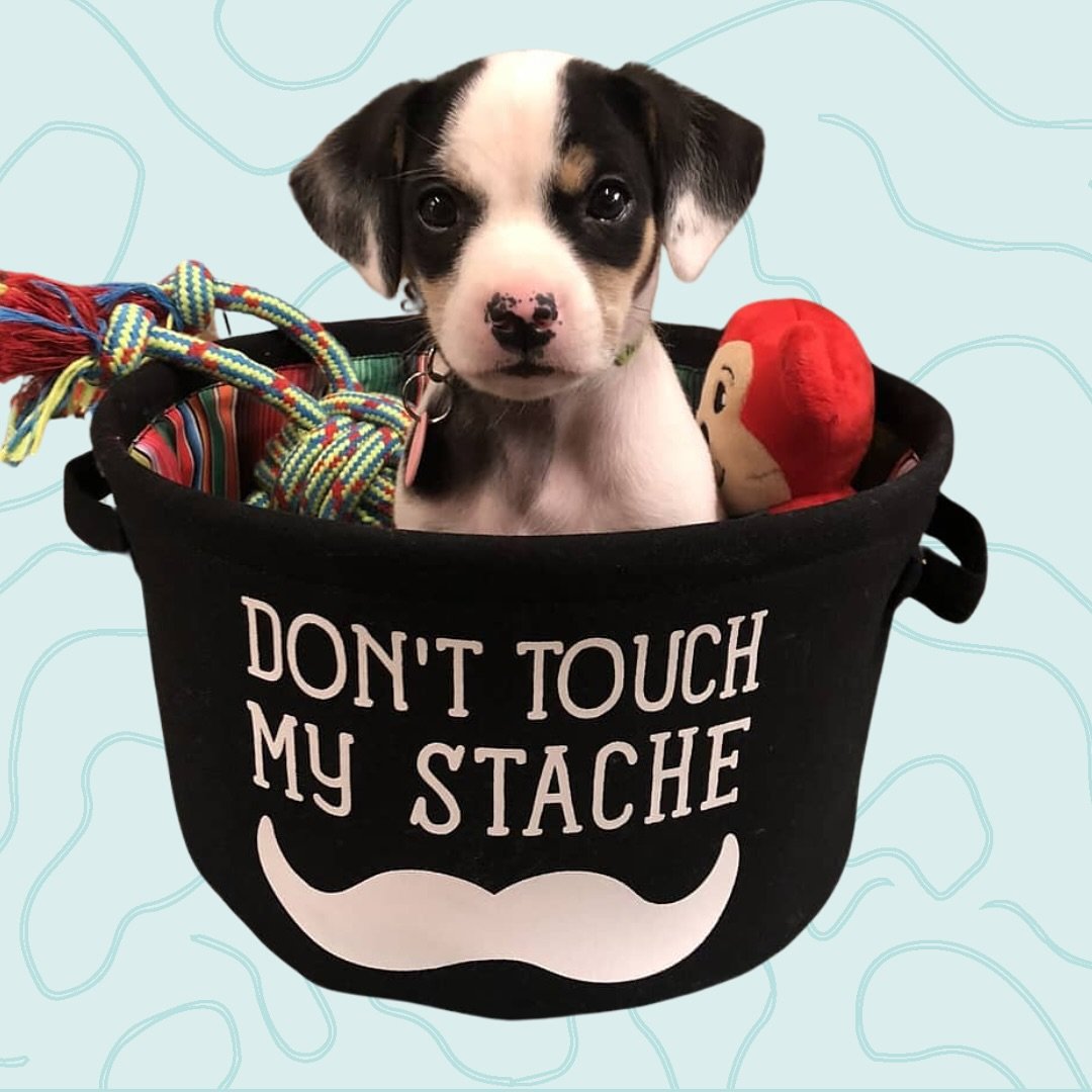Our furry friend says, &lsquo;Don&rsquo;t touch my &lsquo;stache!&rsquo; 🐶 Whether it&rsquo;s for your coffee, tea, or just a little paw-sitivity in your day, the Stache Cup is perfect for humans and pet lovers alike!

Ready to add some paw-some vib