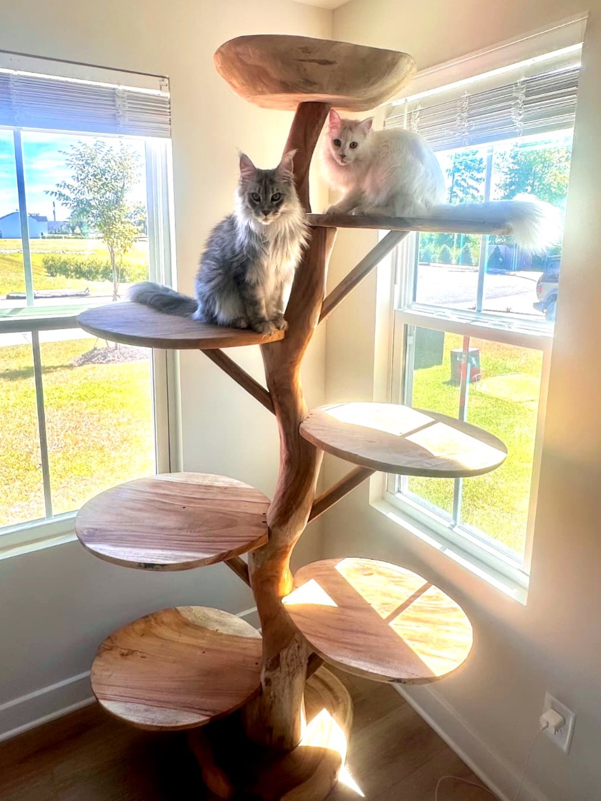 Beautiful furniture that both you, and your cats, love? That&rsquo;s what I call the best of both worlds! 🐱💞

Wheezit has started prepping for our spring/summer cat events! Come see us to talk trees (+ show us pics of your kitties💞)

🐱April 11-12