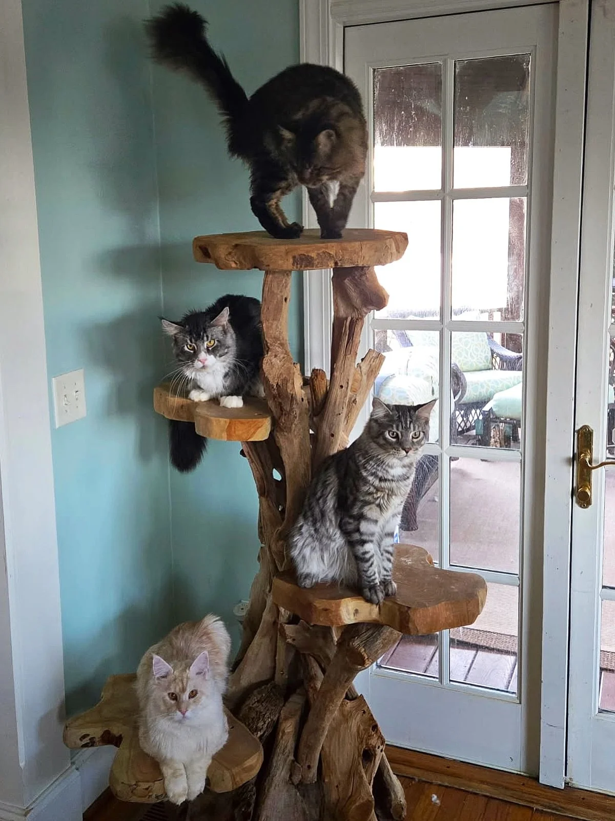 Cat tested, Maine Coon approved!
Furry family members of all shapes and sizes can feel secure and look majestic on our solid wood cat trees. ❤️ These beauties from @thornfieldmainecoons showcase that perfectly!
Built for both stability and style, tha