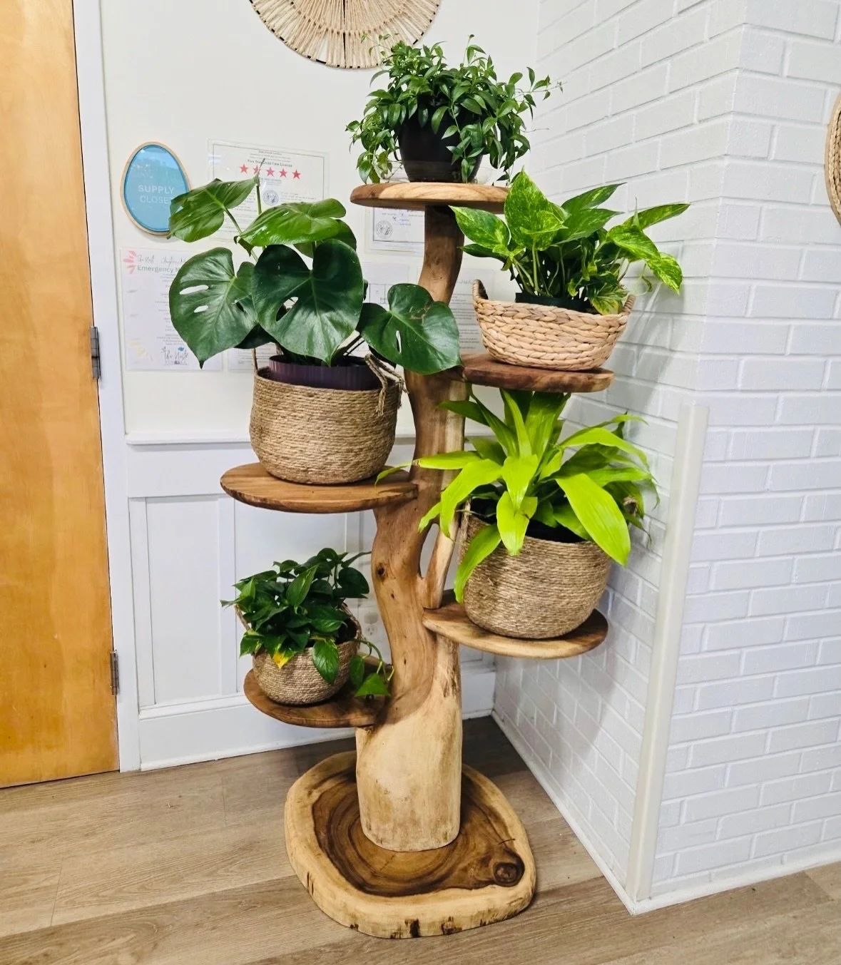 Wheezit towers, not just for kitties! 🪴💚🌿
Get creative: upgrade your plant stand, or decor display, today!
➡️ Check out all of our tree styles @ www.wheezit.com/gallery

#plantdecor #naturalfurniture #shoplocalraleigh