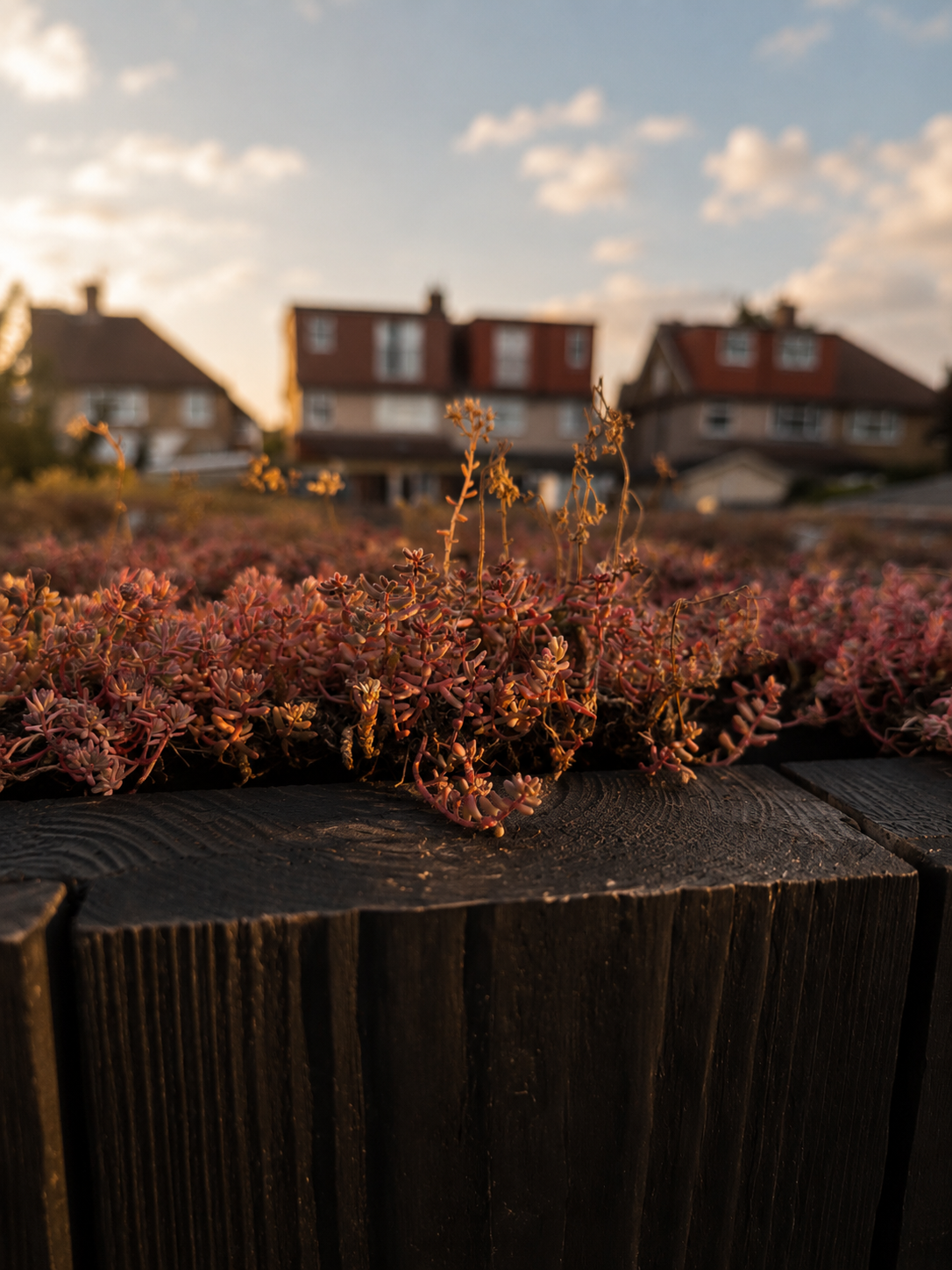 Sedum Living Roof