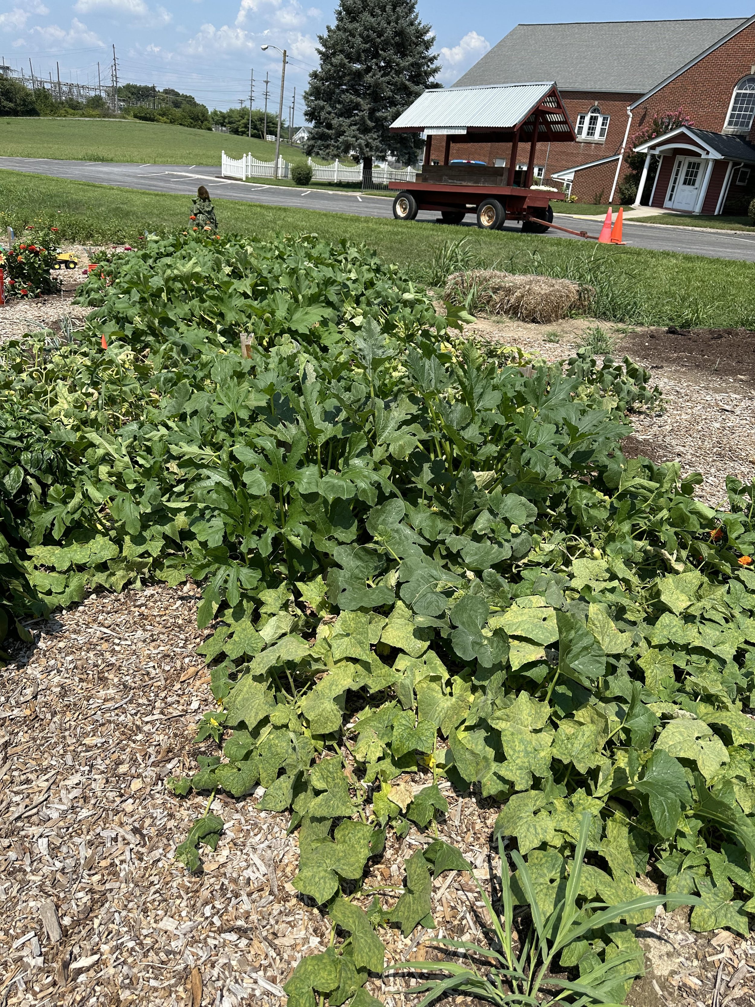 squash plants.jpg