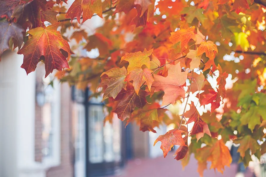 Fall 2026 Special Events at Our Saviour