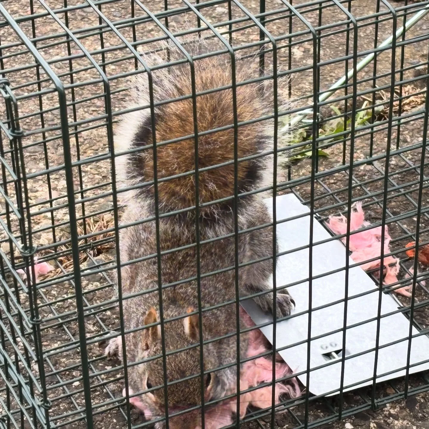 One of the reasons that I got nothing done this weekend?? Sheila the Squirrel here took up residence in my attic. 

Managed to get a trap in there and catch her. She has safely been released back into the wild (thanks to my brave mom!)!

#squirrely #