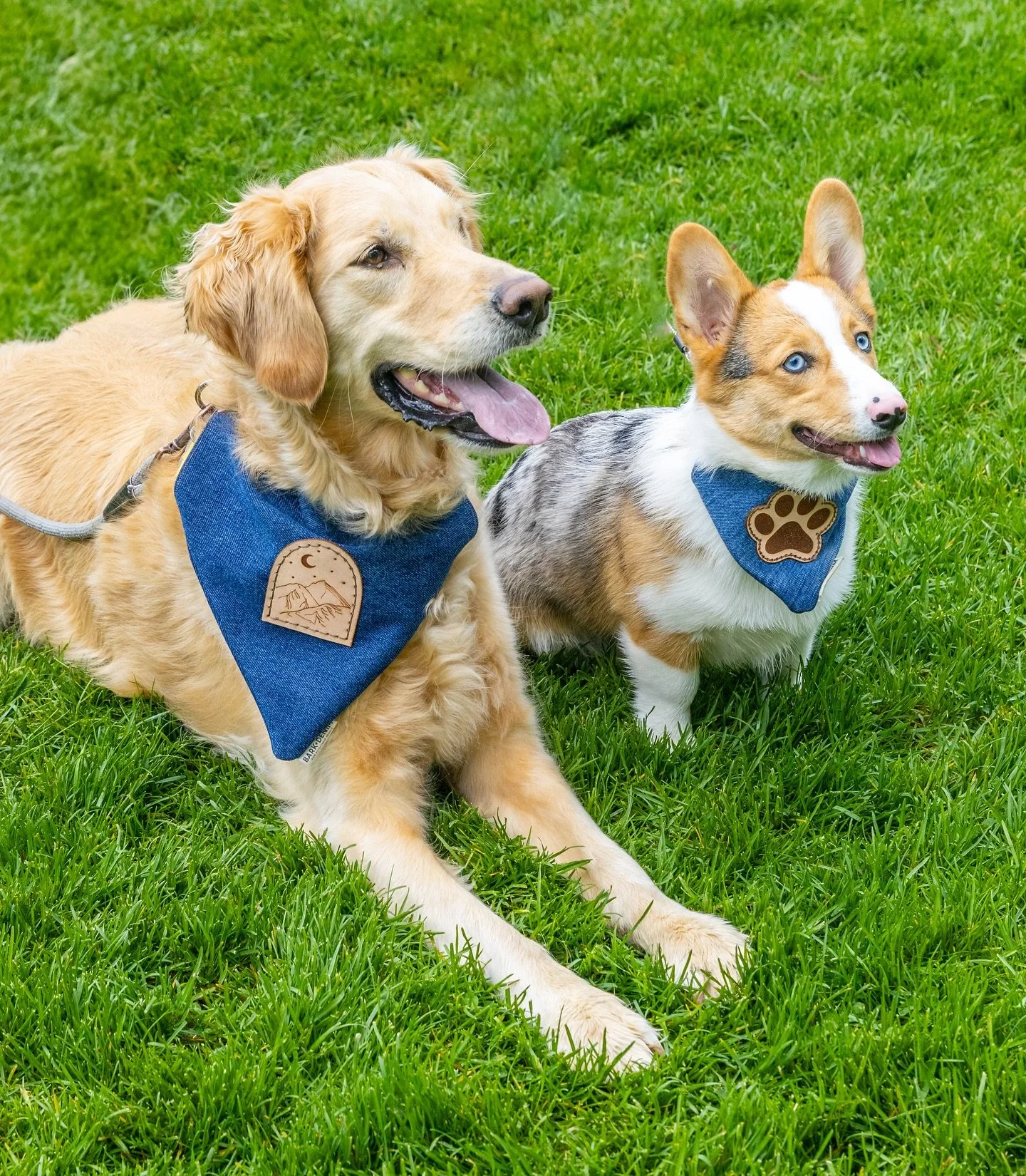 Ladies and gentlemen, Remy and Noodle✨ These two are sporting bandanas from the Palouse Collection, live Friday 5/30! Who&rsquo;s ready?!🤎

📸 @stardust.photo.co