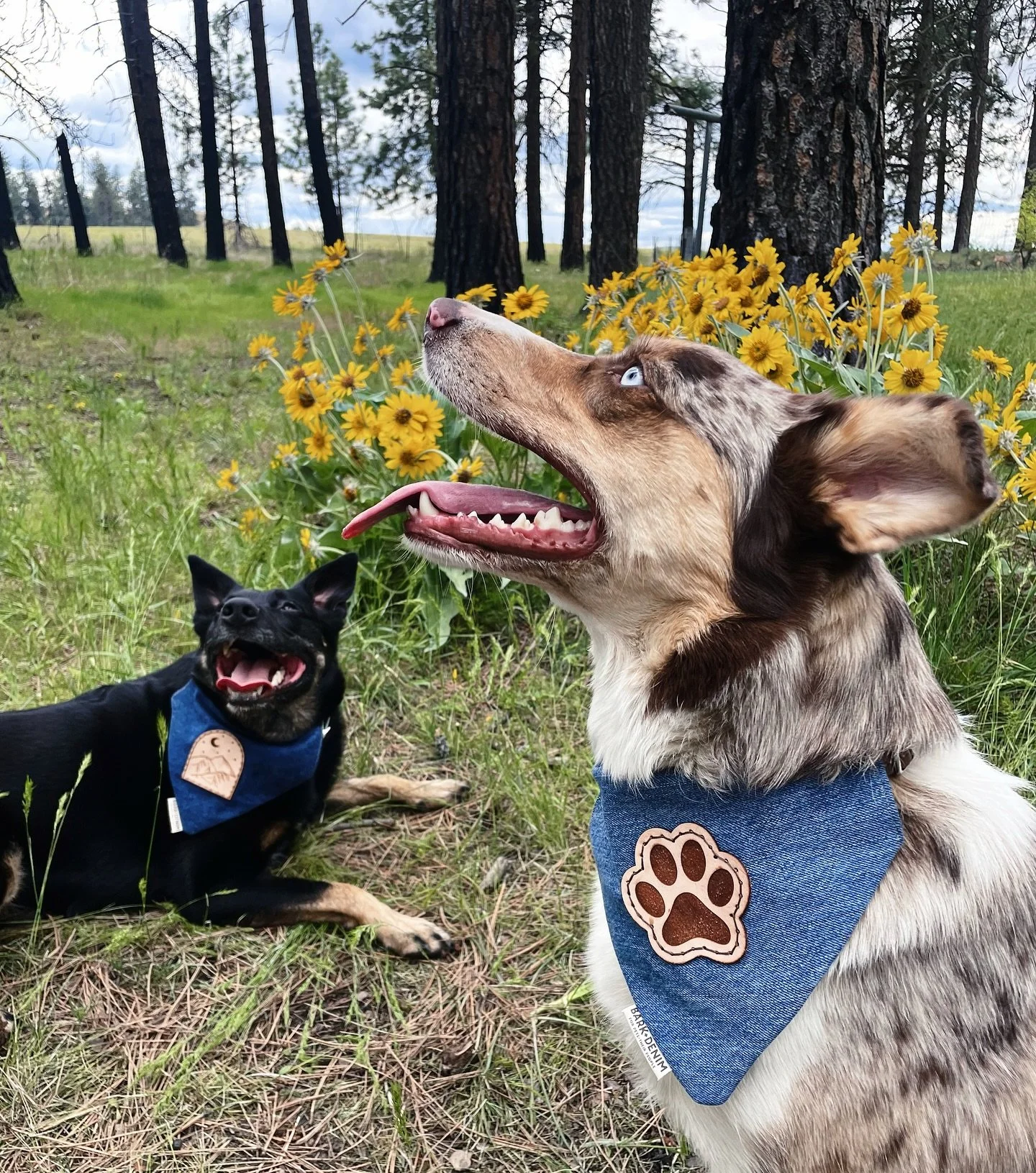 The day is here!!🤎 I am so excited for the Palouse Collection to drop tonight and I hope you are too🥰