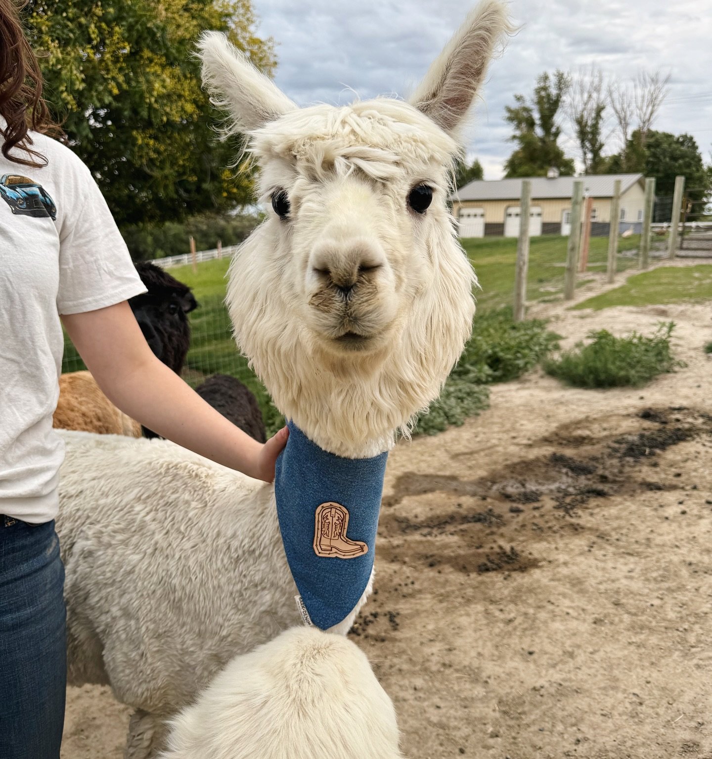 Friendly reminder that B+D bandanas are not just for dogs, but for ALL pets😋