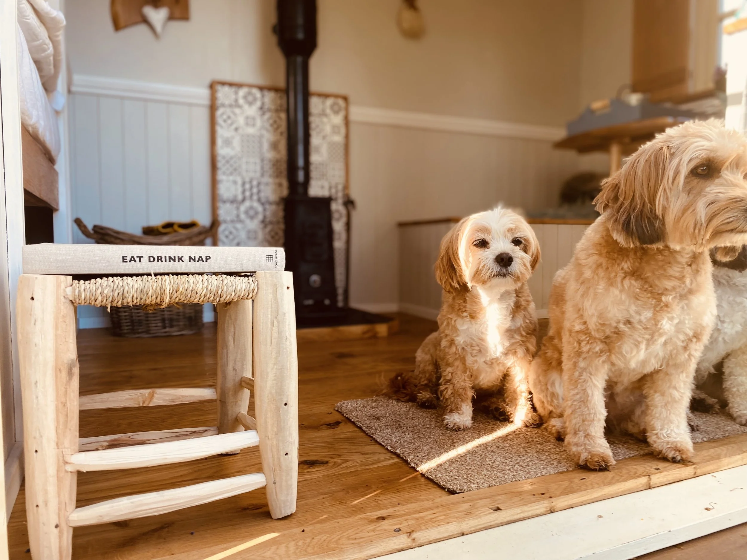 Dogs and stool.jpg