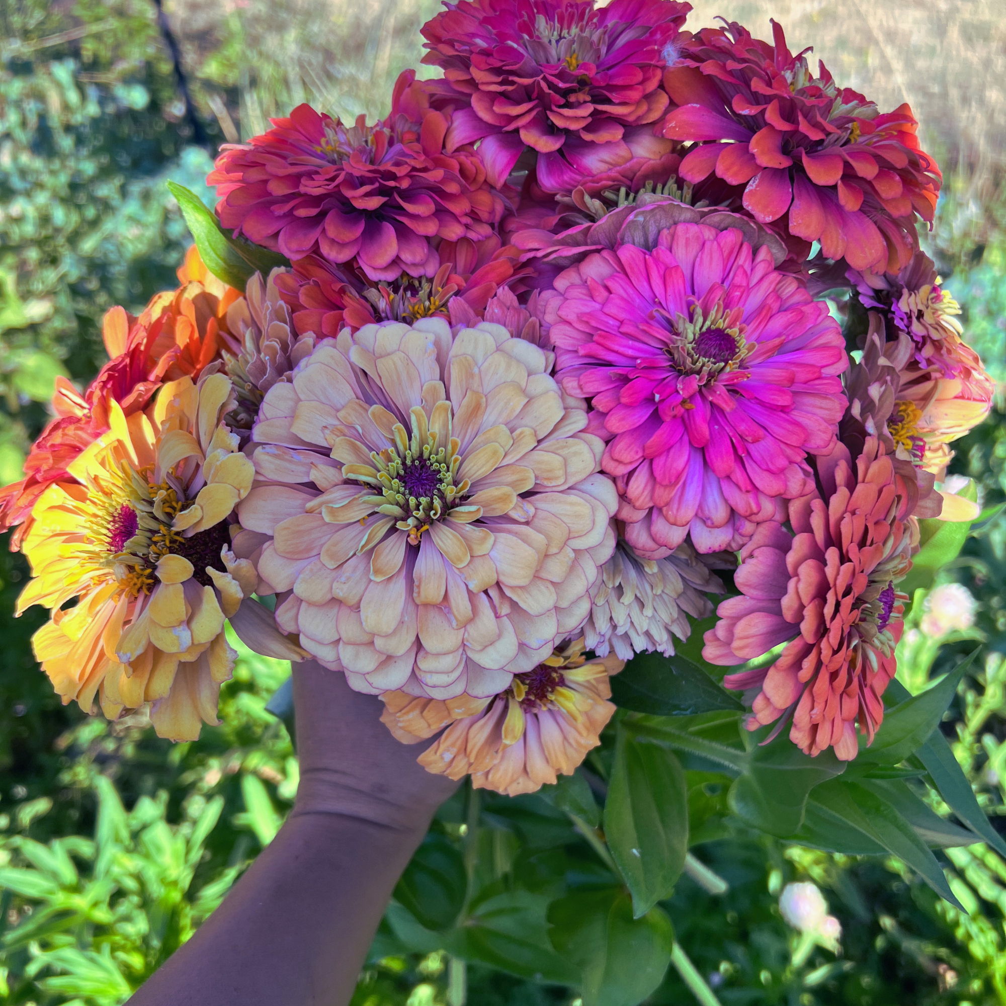 Zinnia - Heirloom Mix of Pink and Apricot Shades