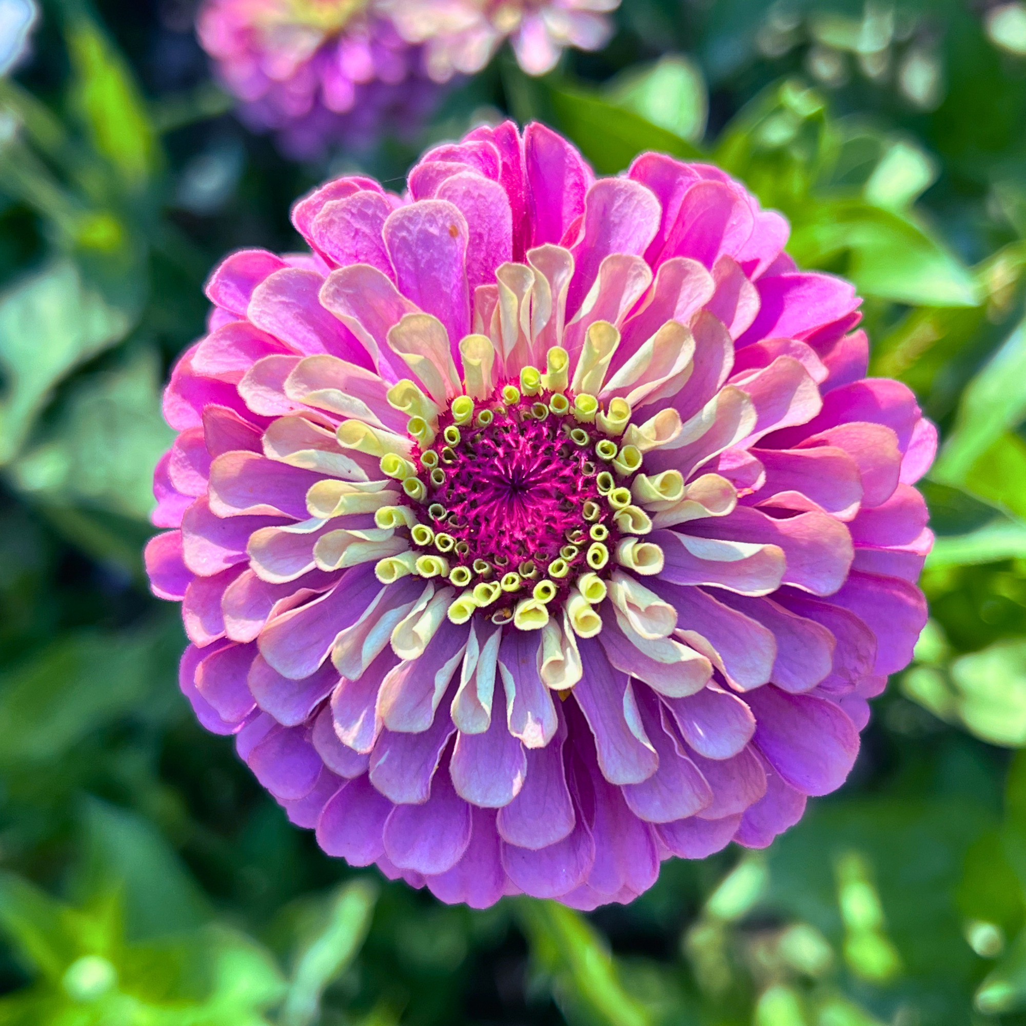 Zinnia Queeny Red Lime