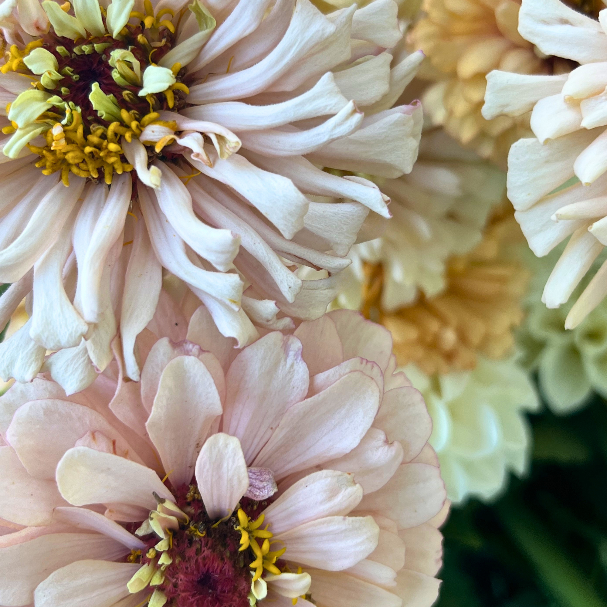 Zinnia Ballerina 