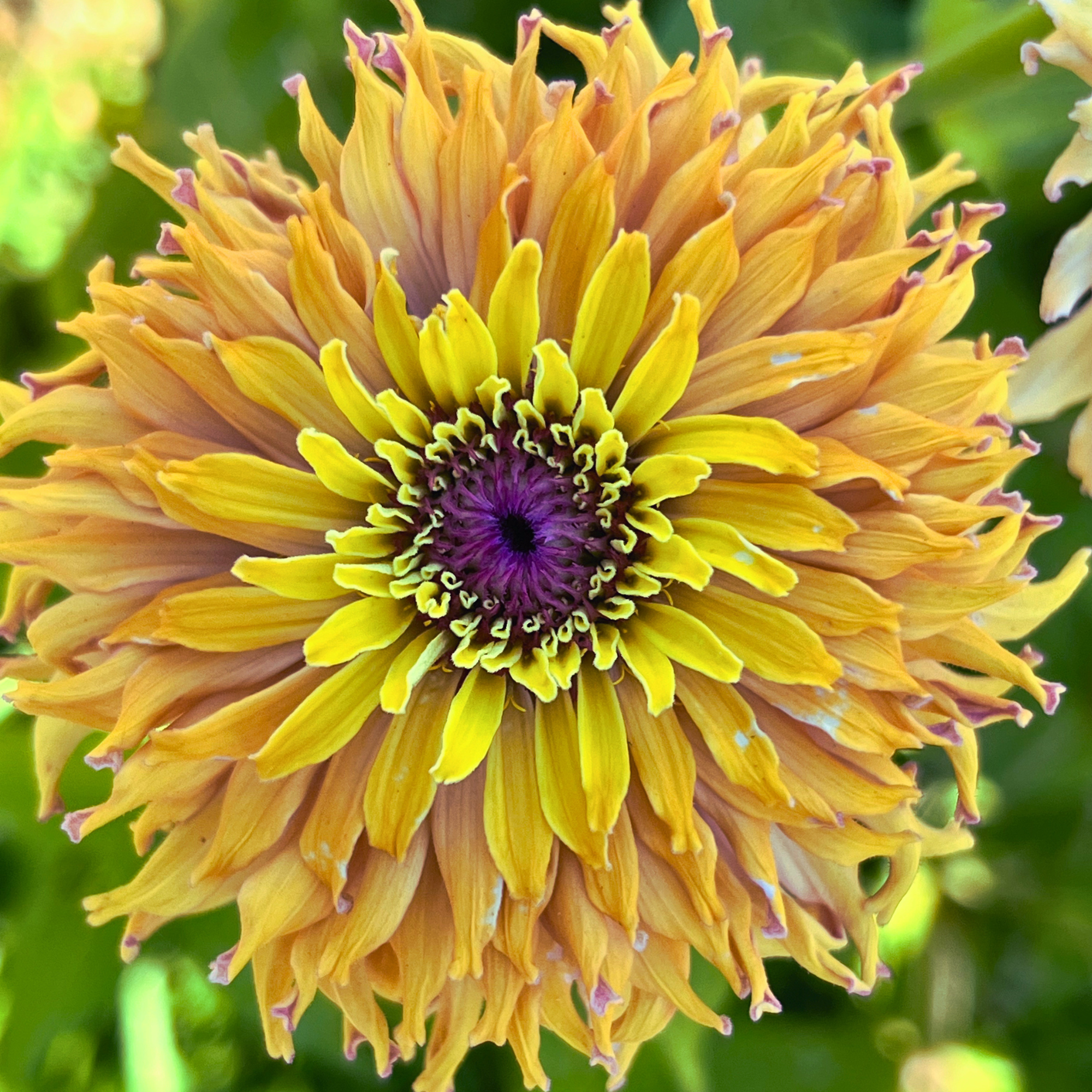 Aurora Zinnia