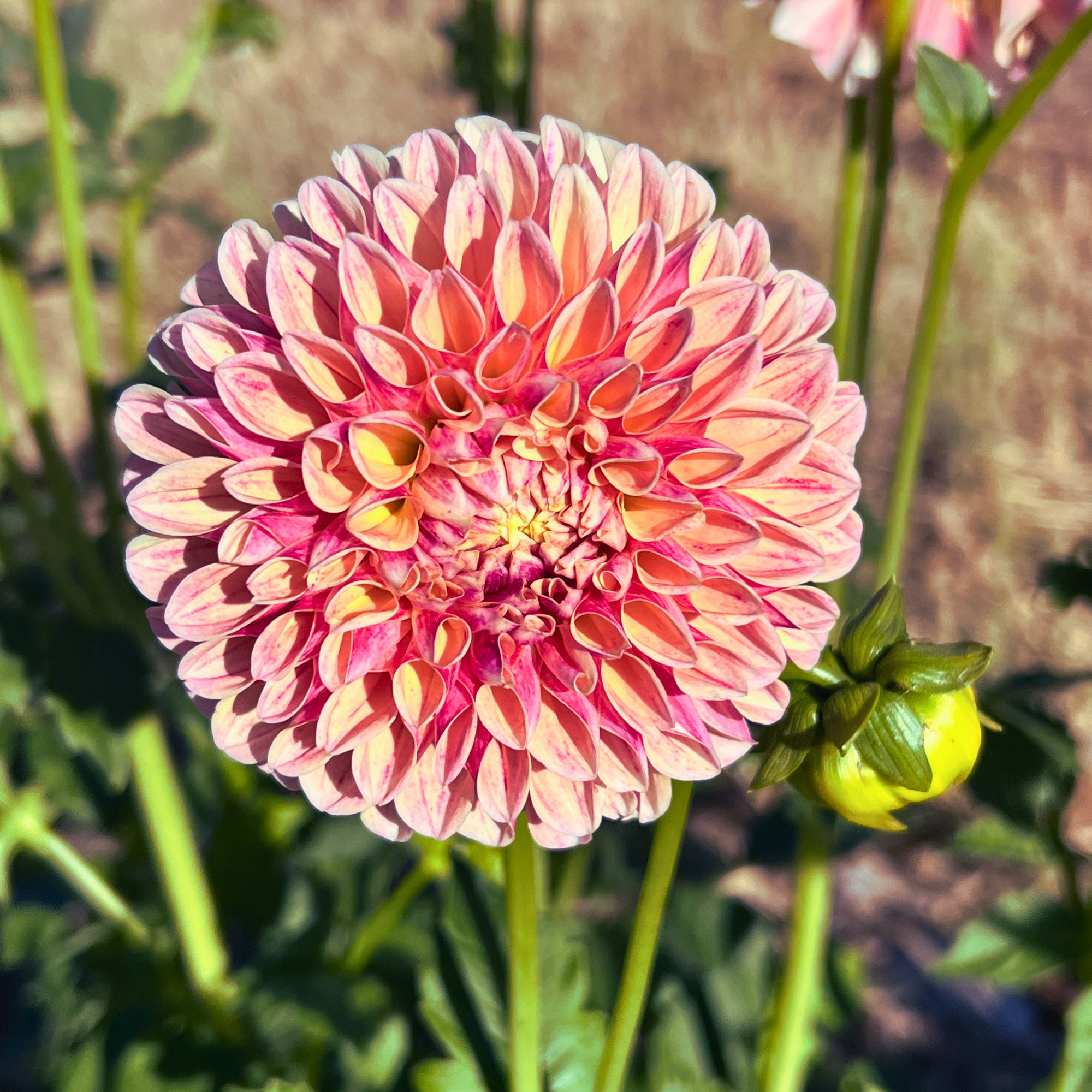Dahlia - 