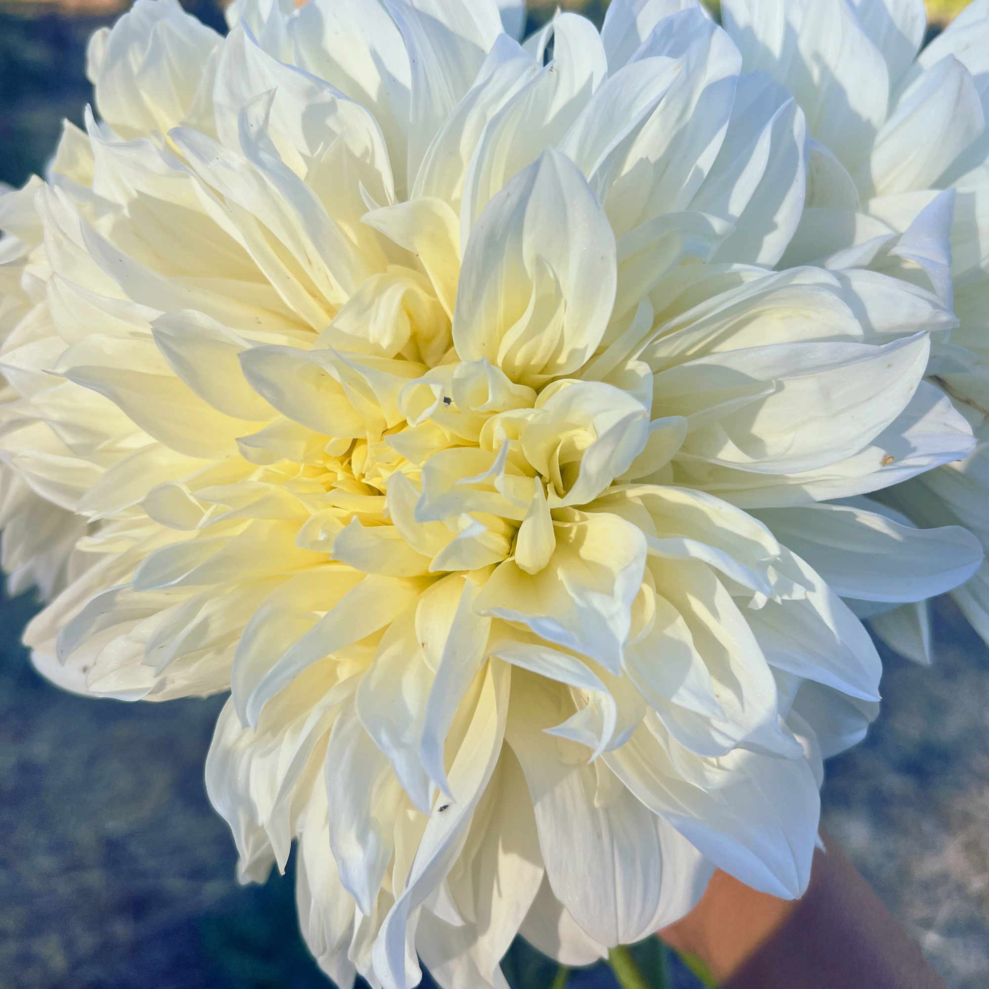 Dahlia White Perfection (Dinnerplate) 