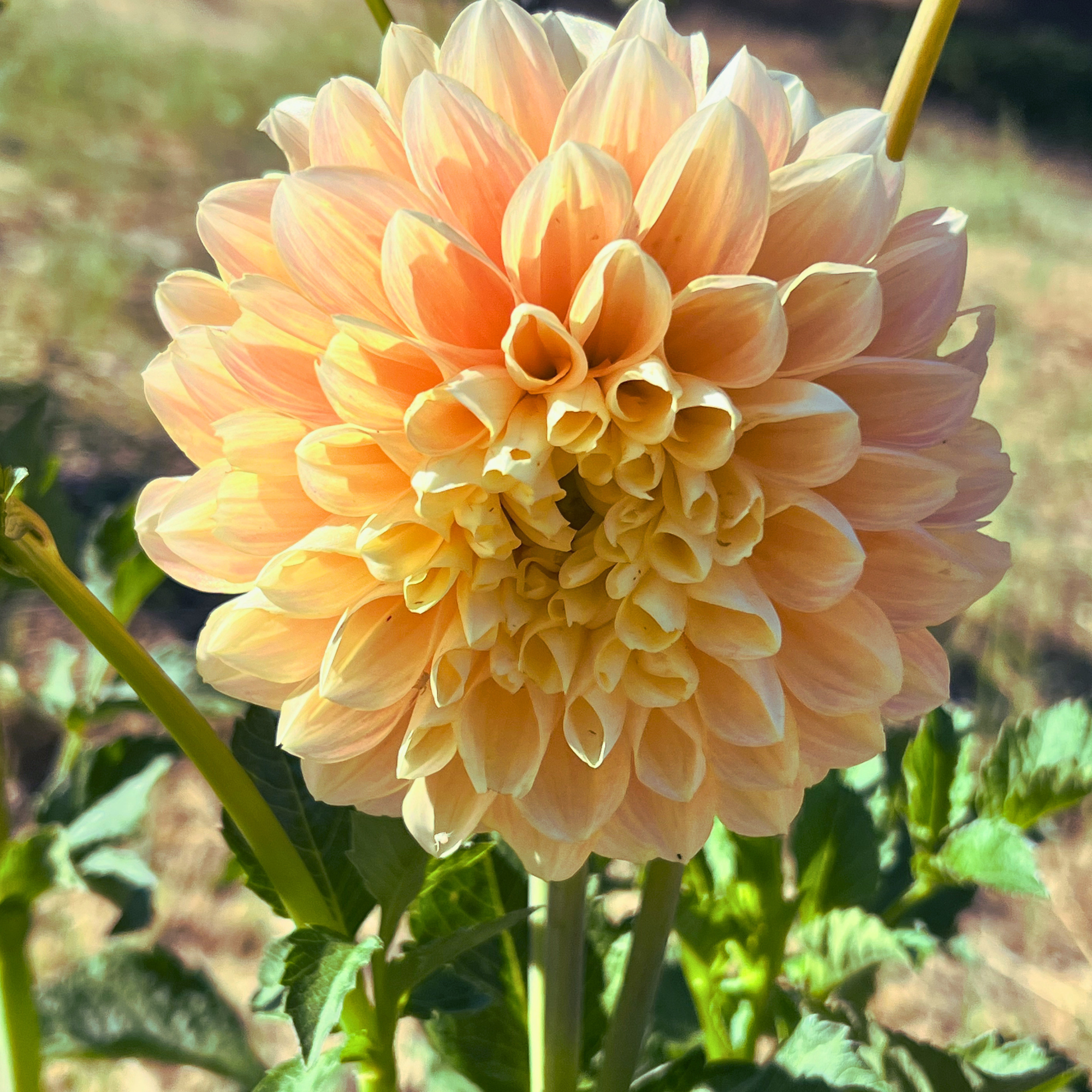 Dahlia Honey Dew