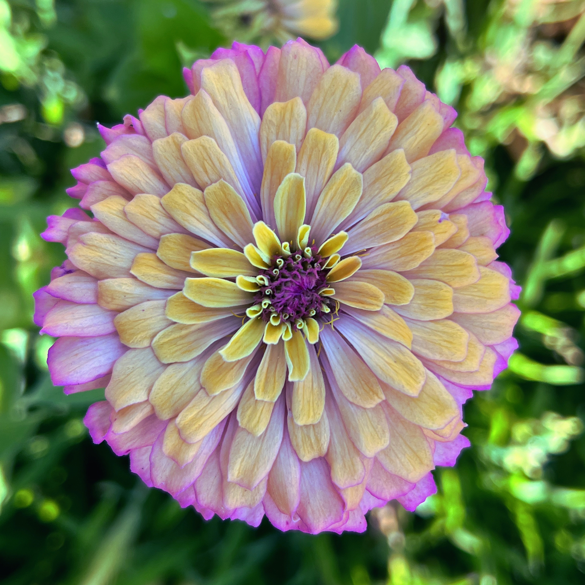 Aurora Zinnia