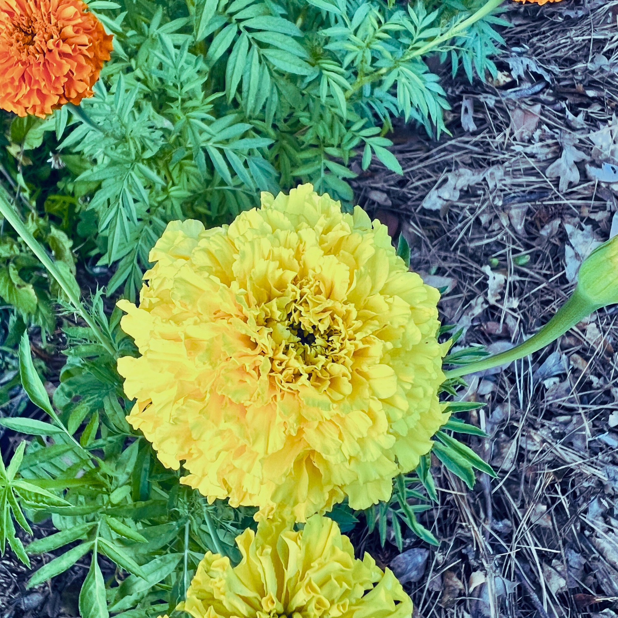 Marigold - Giant Yellow and Orange