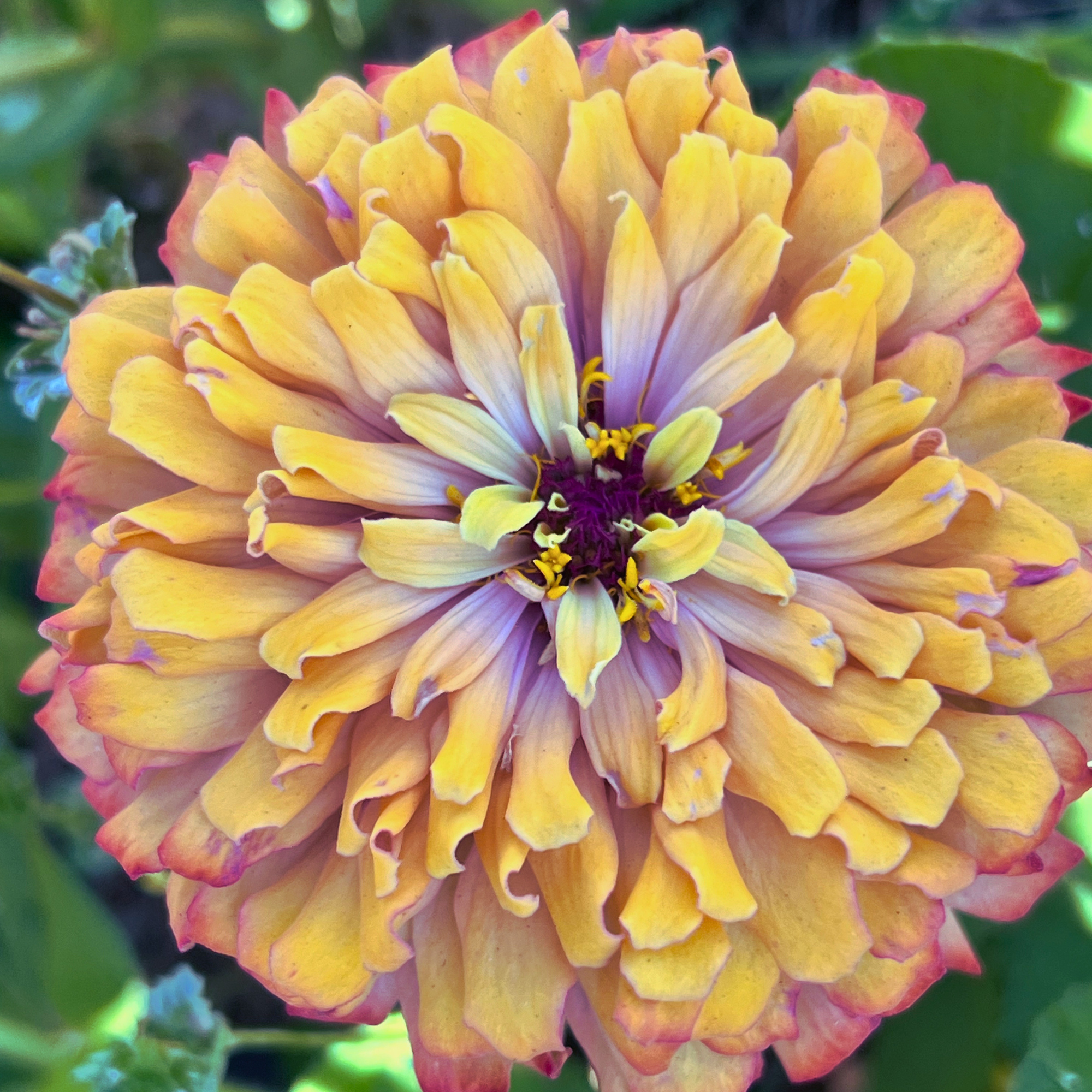 Aurora Zinnia