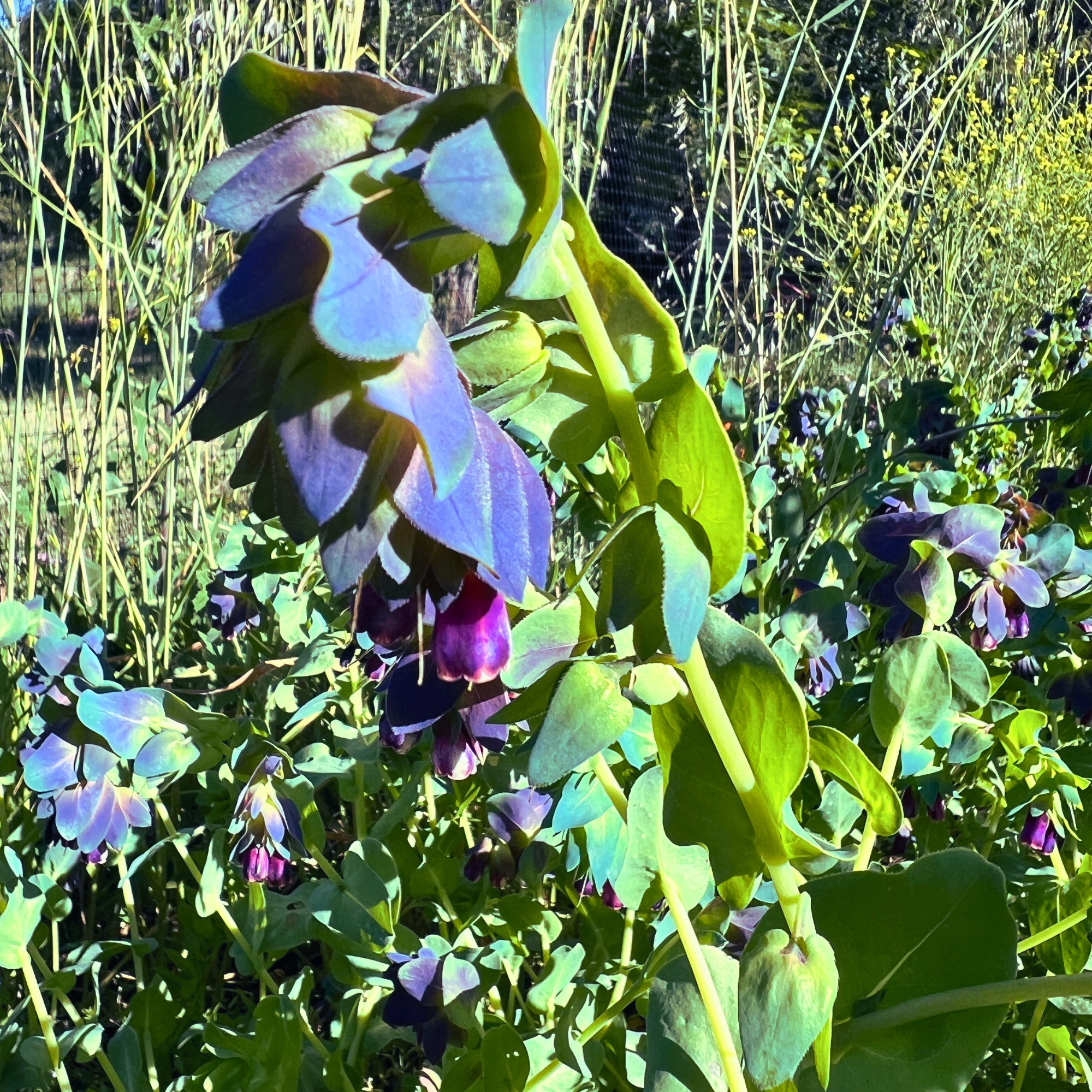 Cerinthe