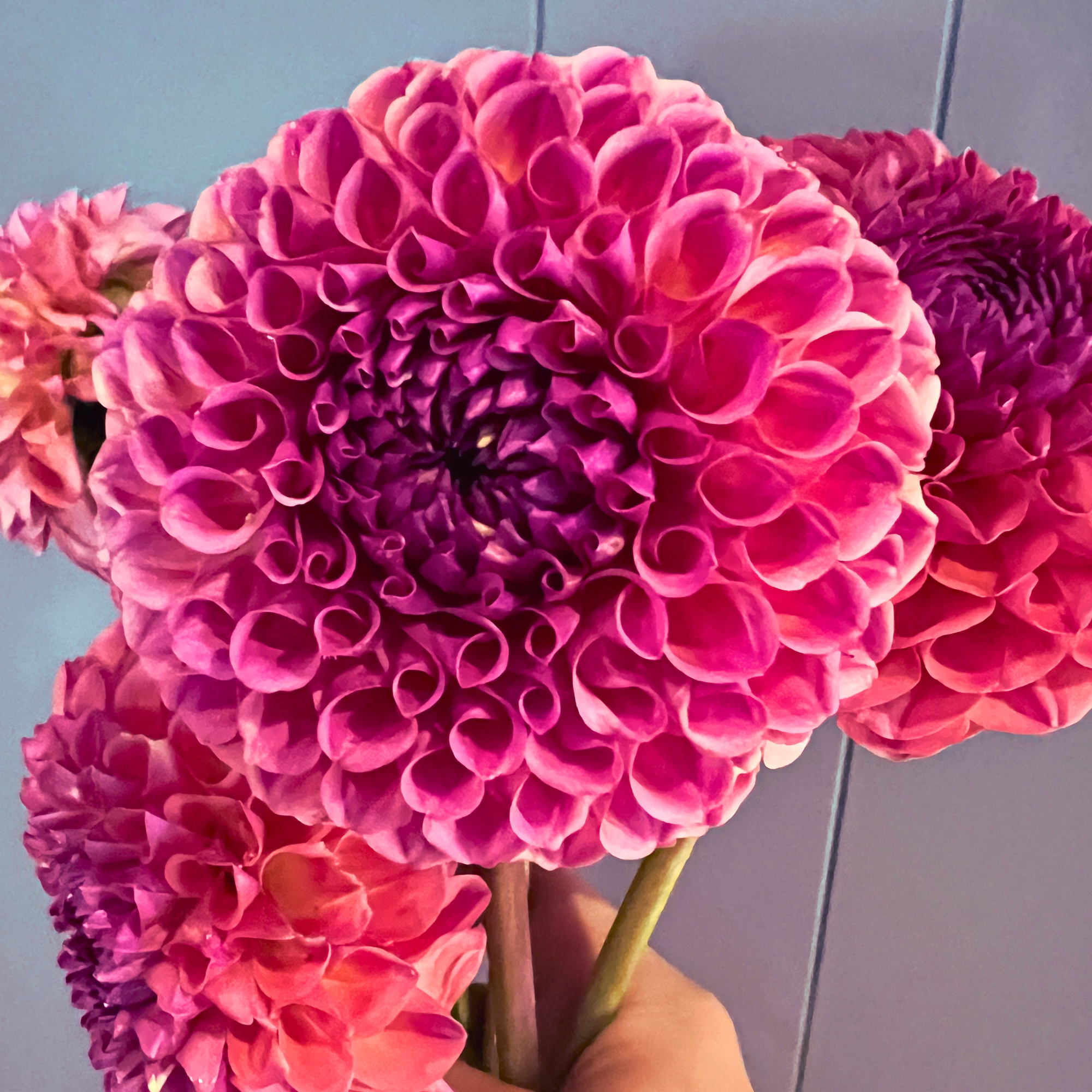 Dahlia - Jowey Winnie