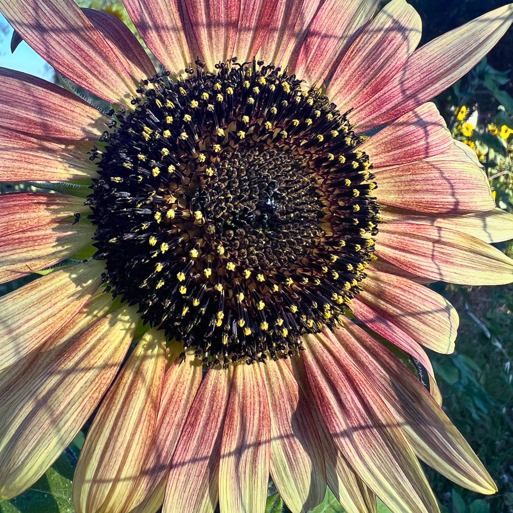 Sunflower Strawberry Blonde