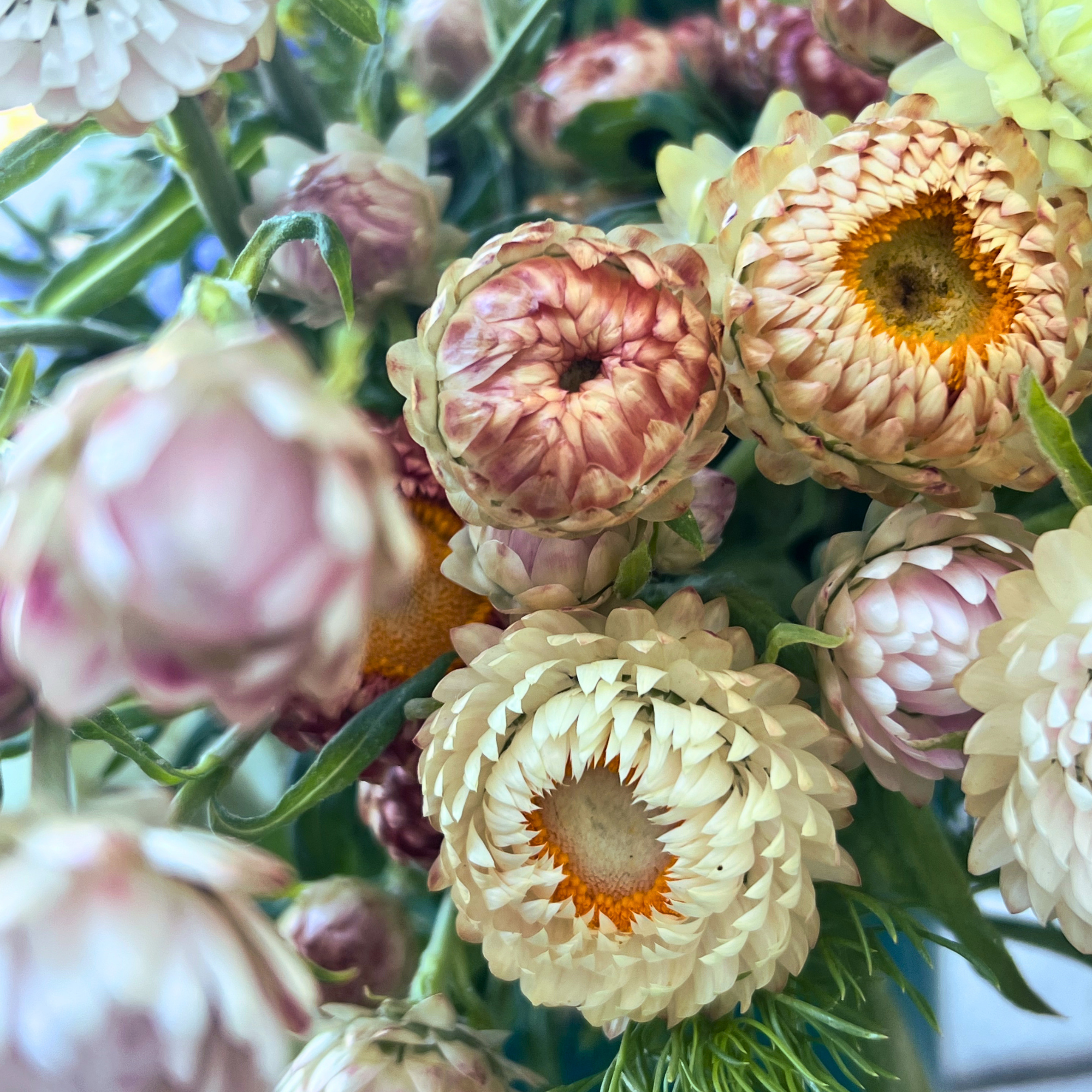 Strawflower Silver Rose