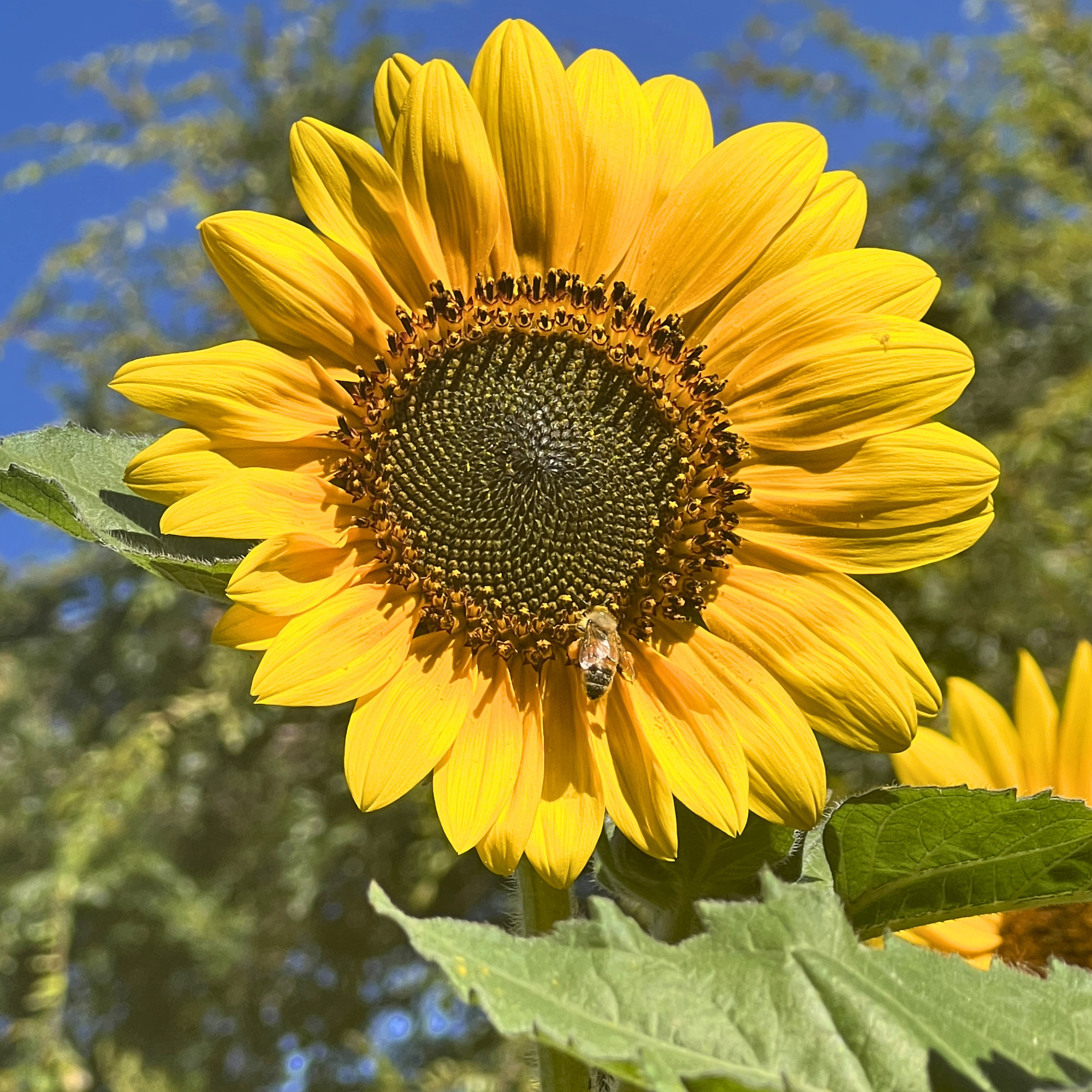 Sunflowers - Mix Colors