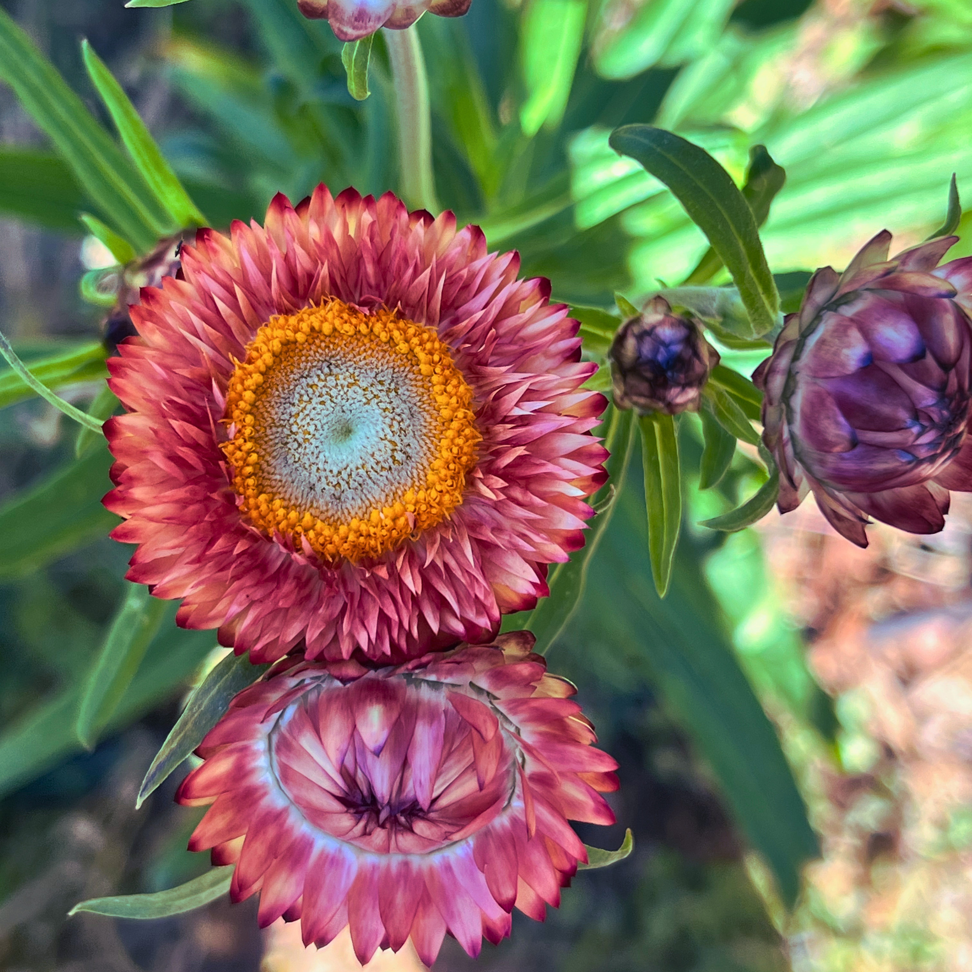 Strawflower - Apricot Shades