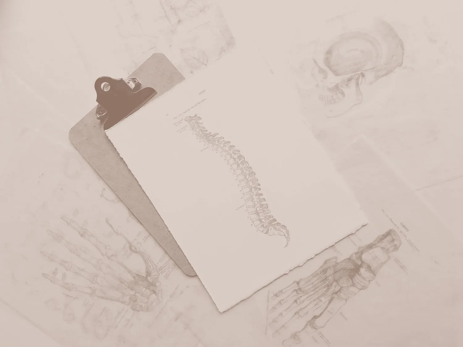 Spine2.webp