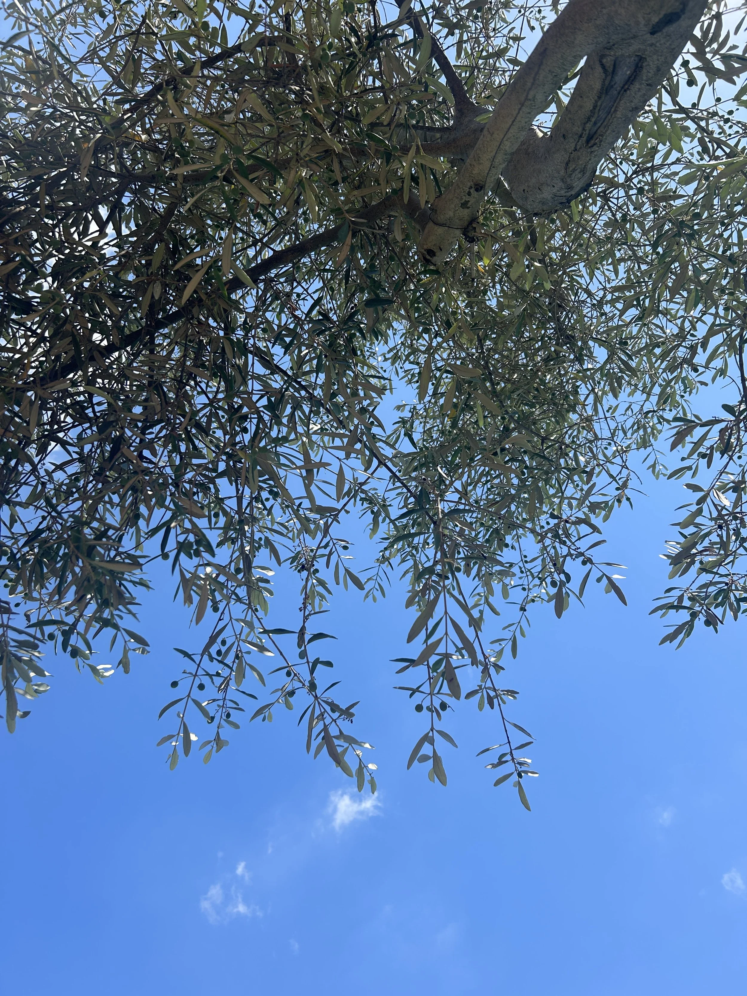A blossoming olive tree is seen in front of a bright blue sky.
