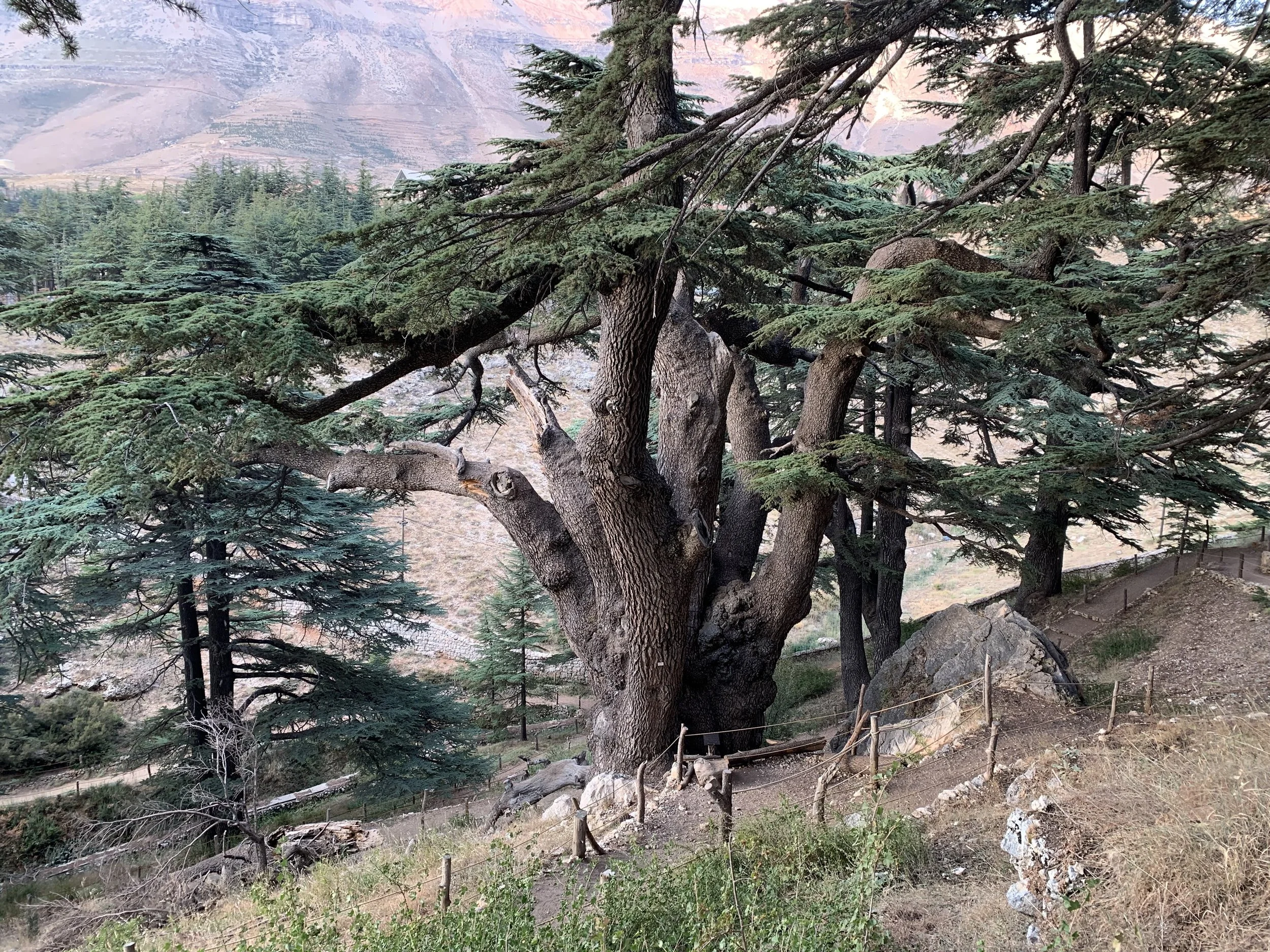 A large Lebanese Cedar tree, perhaps 500 years old, stands tall on a tall mountain top.