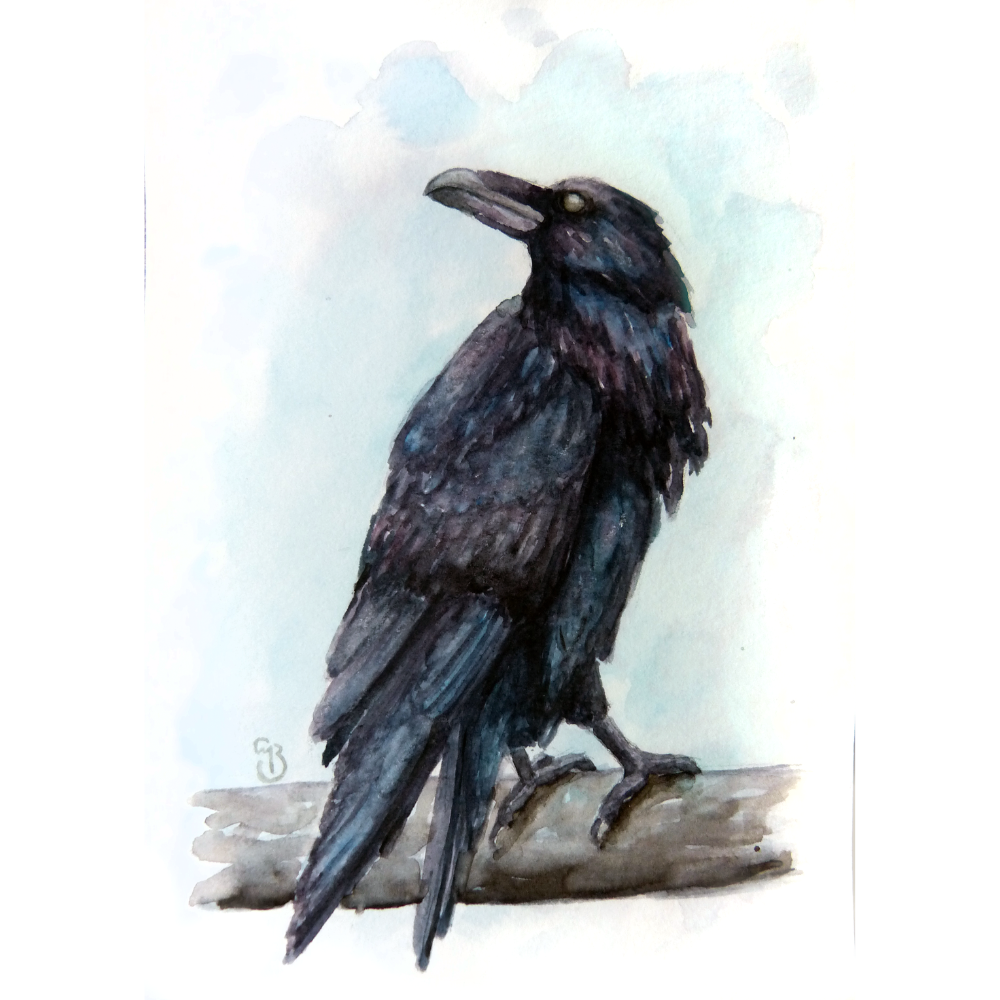 Raven (PRINTS AVAILABLE)
